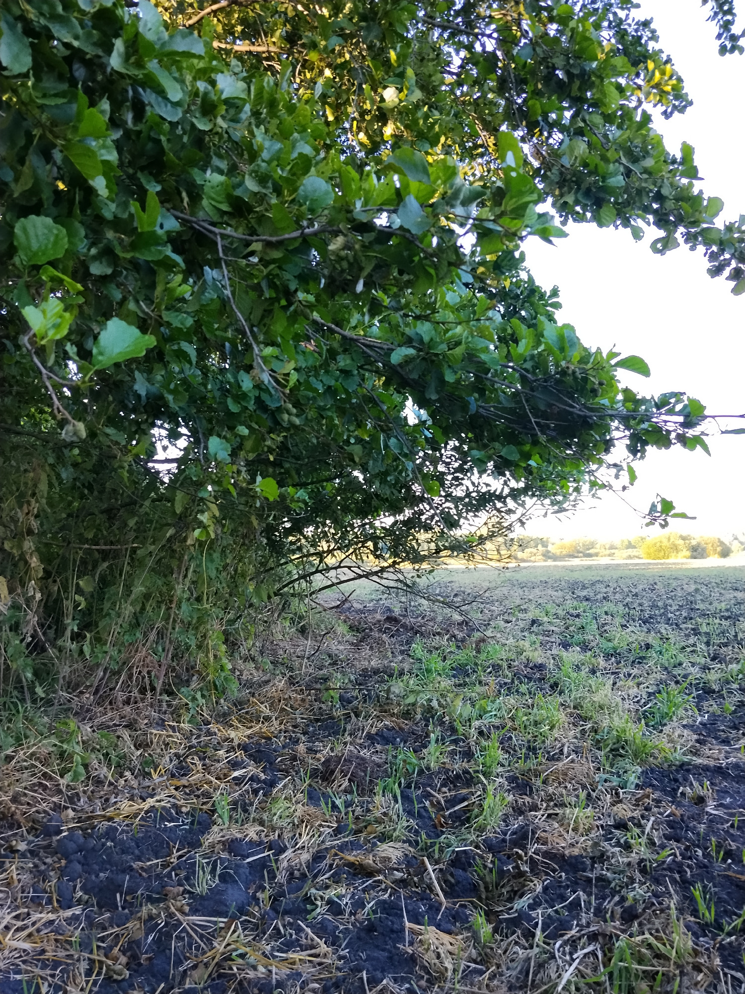 The image depicts a sunlit outdoor scene, likely a rural area. In the foreground, a dense cluster of green leaves and branches from a tree overhangs a field. The ground in the field appears to be tilled earth, with patches of green grass and dry, straw-like vegetation scattered across it. In the background, the field stretches to a horizon marked by trees and a bright, likely overcast, sky. The overall impression is one of a natural, possibly agricultural, landscape bathed in natural light.