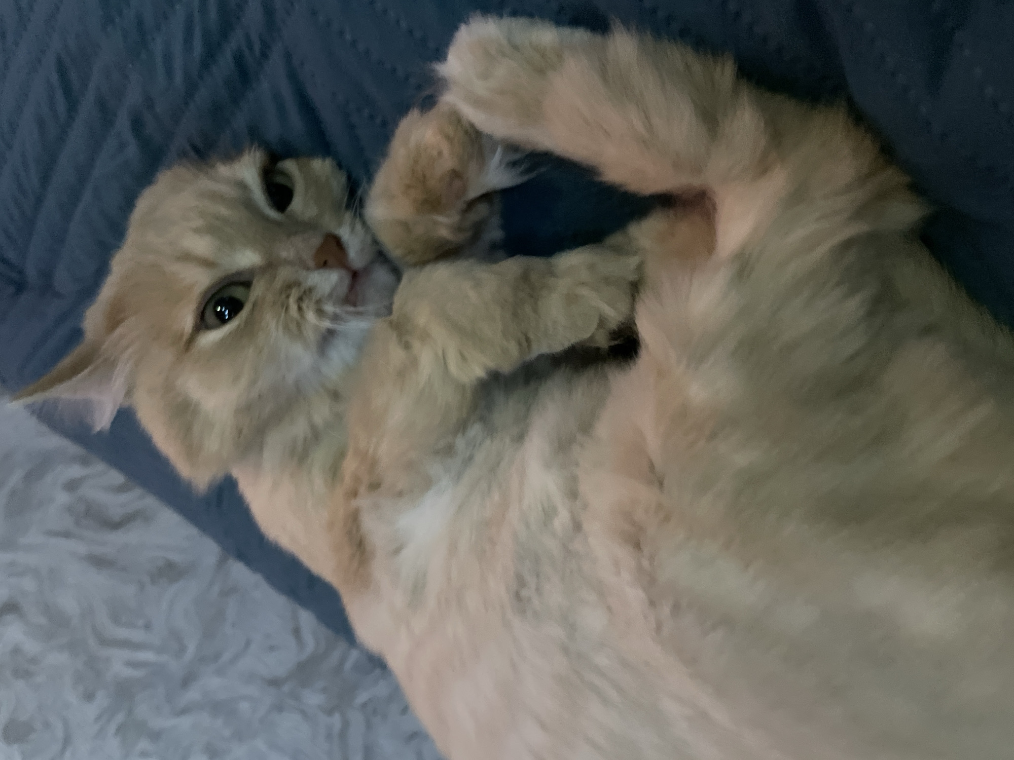 A close-up, top-down shot shows a light-orange cat lying on its back on a dark-blue surface, possibly a blanket or cushion. The cat's head is turned slightly to the left, with its eyes visible and focused towards the viewer. The cat's paws are near its face and chest. A fuzzy light-grey surface is visible in the lower-left corner. The location is not specified, nor is it evident in the image. The scene lacks any signs that would indicate the city of Chaikovsky, Russia.