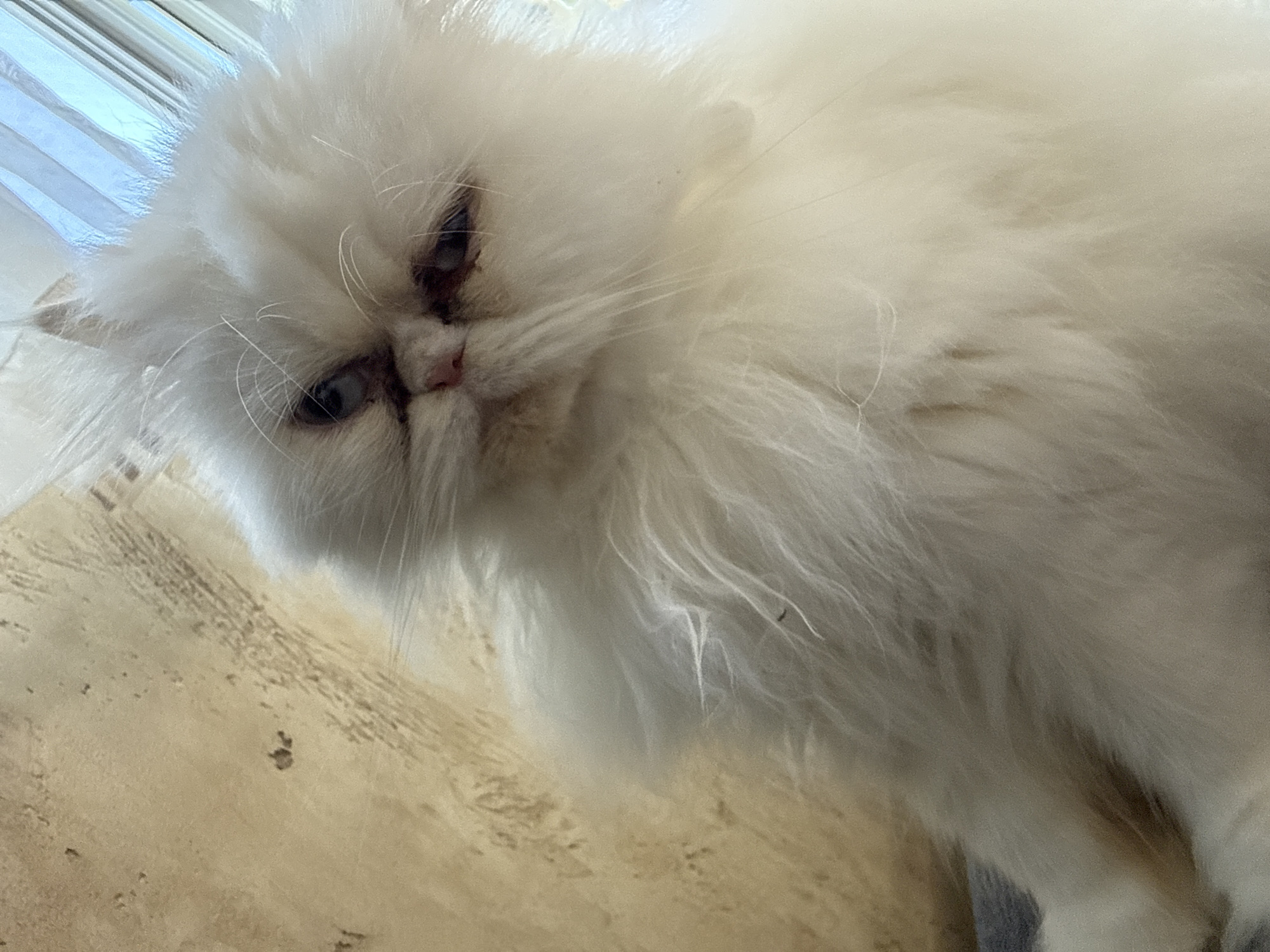 A close-up, low-angle shot shows a fluffy, white, long-haired cat, likely a Persian or similar breed. The cat has a flat face with small, dark eyes and a pink nose. Its fur is dense and covers most of the frame. The background is partially obscured, but there is a window with white curtains visible in the upper left corner and a surface with a light-colored, textured pattern below the cat. No information about the location in Burgas, Bulgaria, is present.