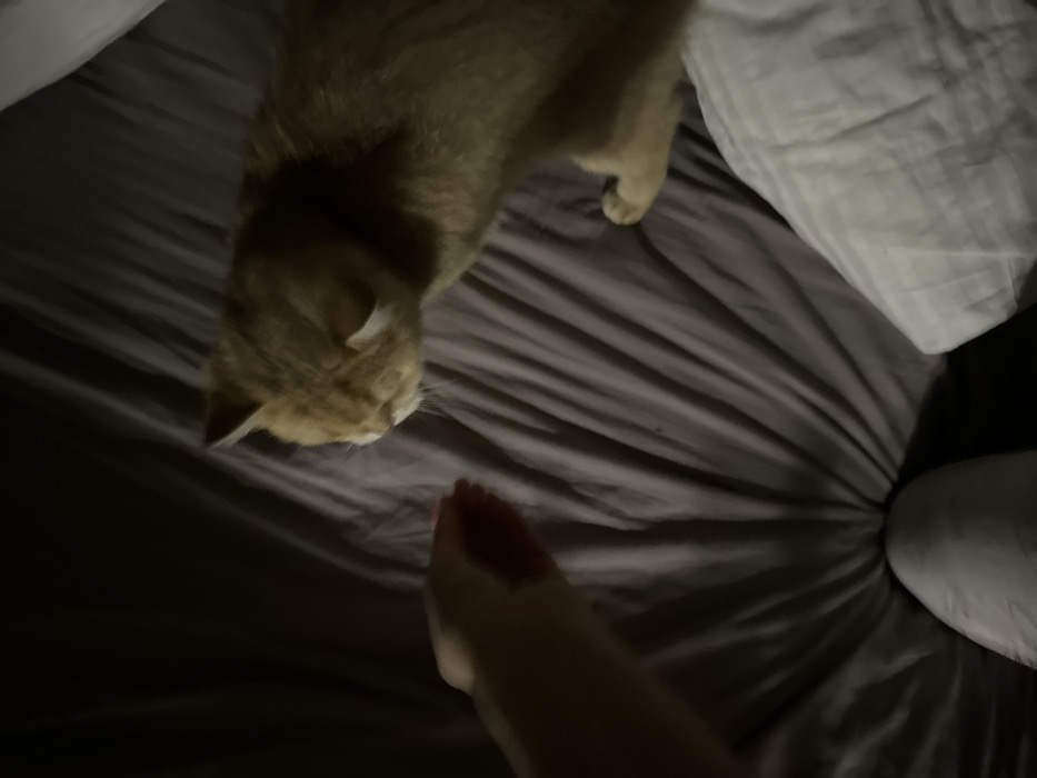 An orange tabby cat stands on a wrinkled gray bedsheet, its head oriented towards a person's hand. The hand is extended upward. A white pillow sits in the top right corner, and another is in the bottom right. The image is dimly lit.