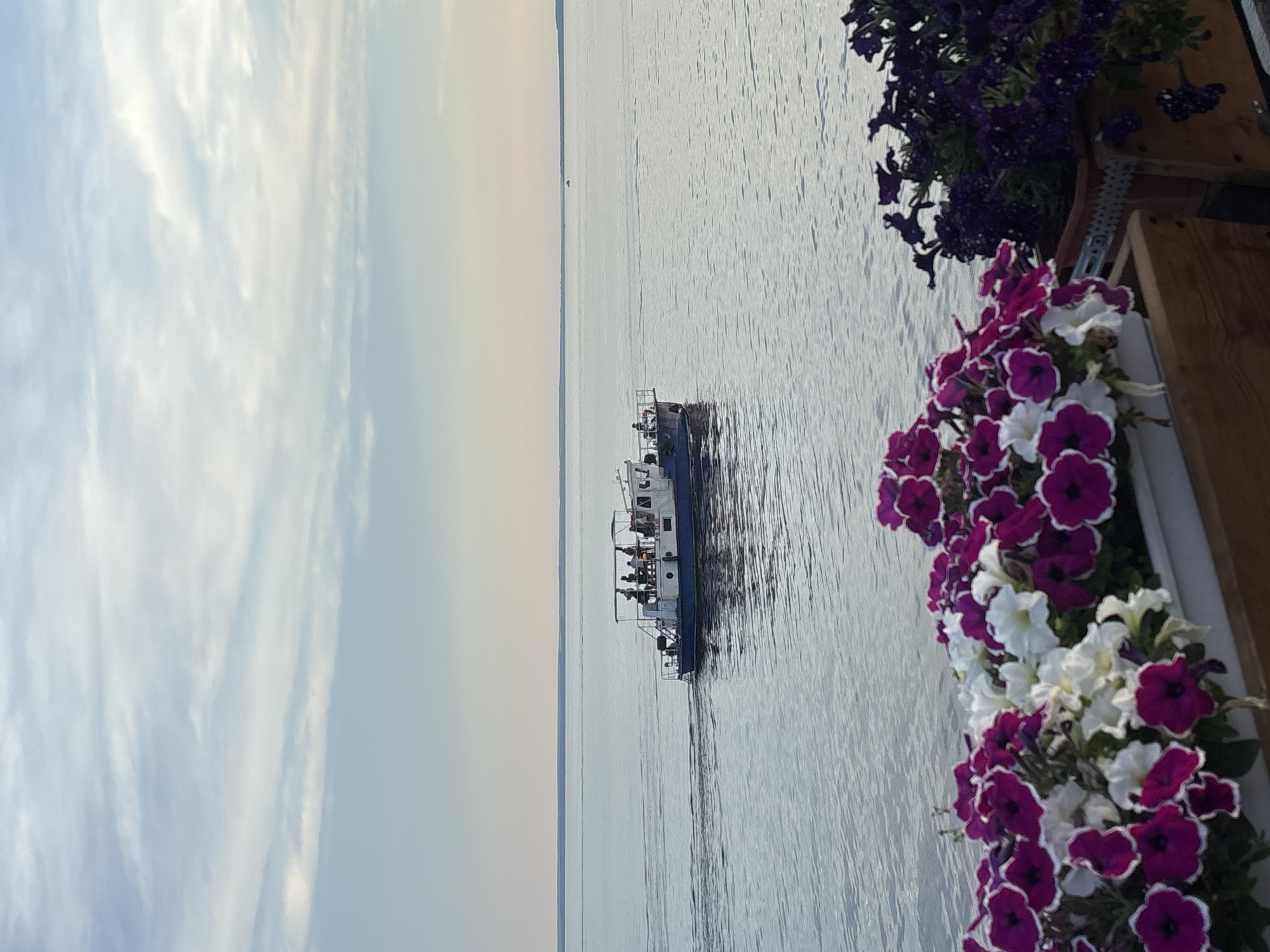 An elevated medium shot captures a tranquil waterfront scene in Tolyatti, Russia. In the foreground, a white planter box overflows with a vibrant display of pink and white petunias, their petals edged in a deeper magenta. To the right, a second planter box holds dark purple flowers. Beyond the flowers, a calm, expansive body of water stretches to the horizon, reflecting the soft hues of the sky. A small white and blue ferry boat, carrying several passengers, traverses the water from left to right, leaving a gentle wake behind it. The sky above is a pale blue, streaked with wispy white clouds. The scene suggests a peaceful day at the reservoir.