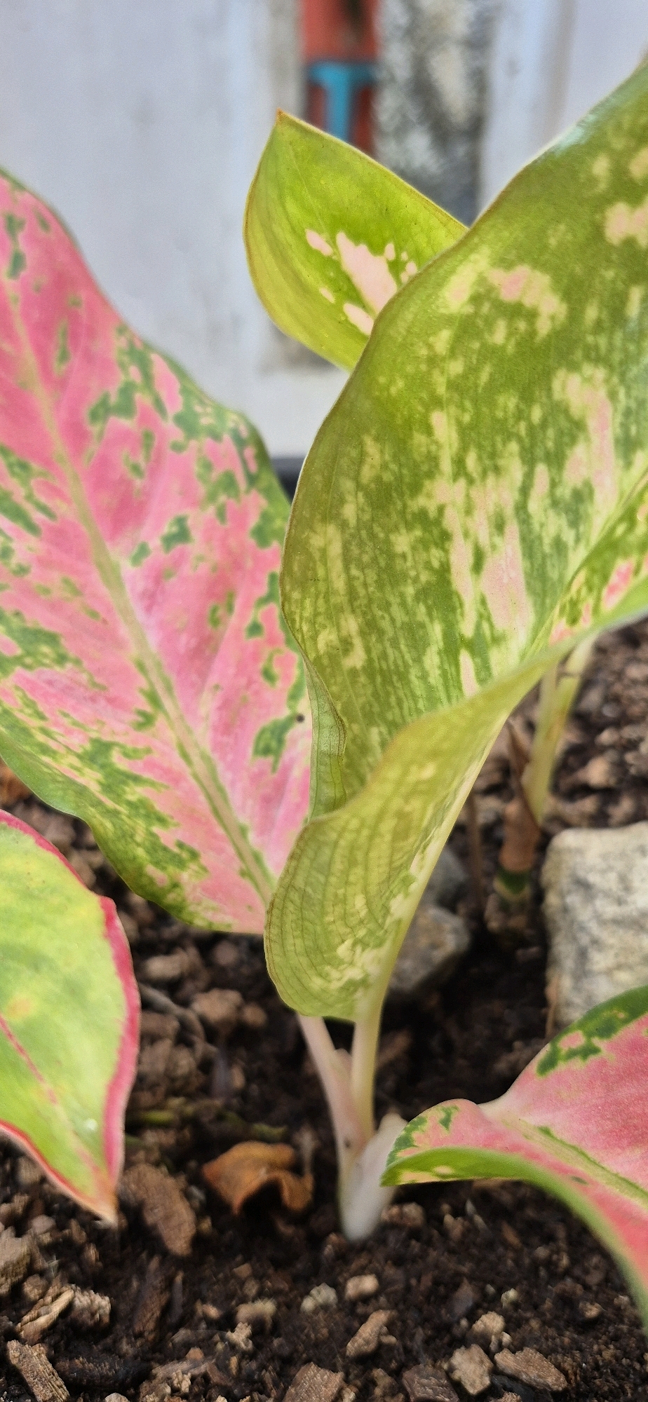This is a close-up, shallow depth of field photograph of a plant with variegated leaves, predominantly pink and green, with some lighter speckling. The leaves are broad and oval-shaped, with prominent veins visible. The plant appears to be growing in dark, loamy soil mixed with small stones and wood chips. The background is blurred, showing a light-colored wall and a hint of red and blue in what could be a building structure. The overall lighting suggests it is daytime, possibly outdoors or in a brightly lit indoor space. The location is identified as City of Tebing Tinggi, Indonesia, though no specific landmarks or environmental features in the image confirm this. There are no people or animals present in the image.