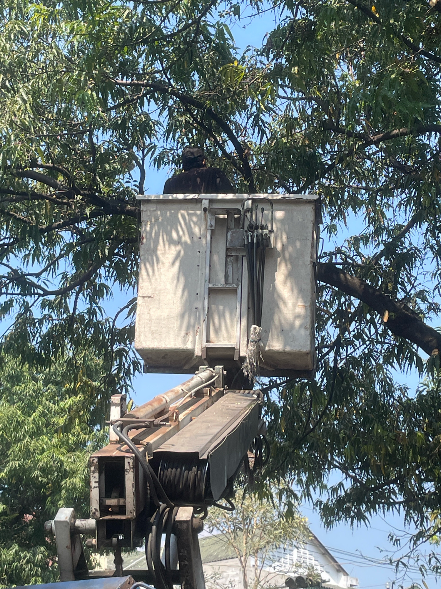 In the city of Pandaan, Indonesia, a person wearing a dark jacket and a black mask is positioned in the bucket of a cherry picker, partially obscured by the dense foliage of a large tree. The cherry picker's boom extends upward, supporting the bucket which appears to be made of metal and shows signs of wear. The surrounding environment is dominated by the green leaves and dark branches of the tree, with a clear blue sky visible in the background. The image captures a moment of work being done in the tree, likely for maintenance or trimming, highlighting the use of heavy machinery in urban arboreal management.