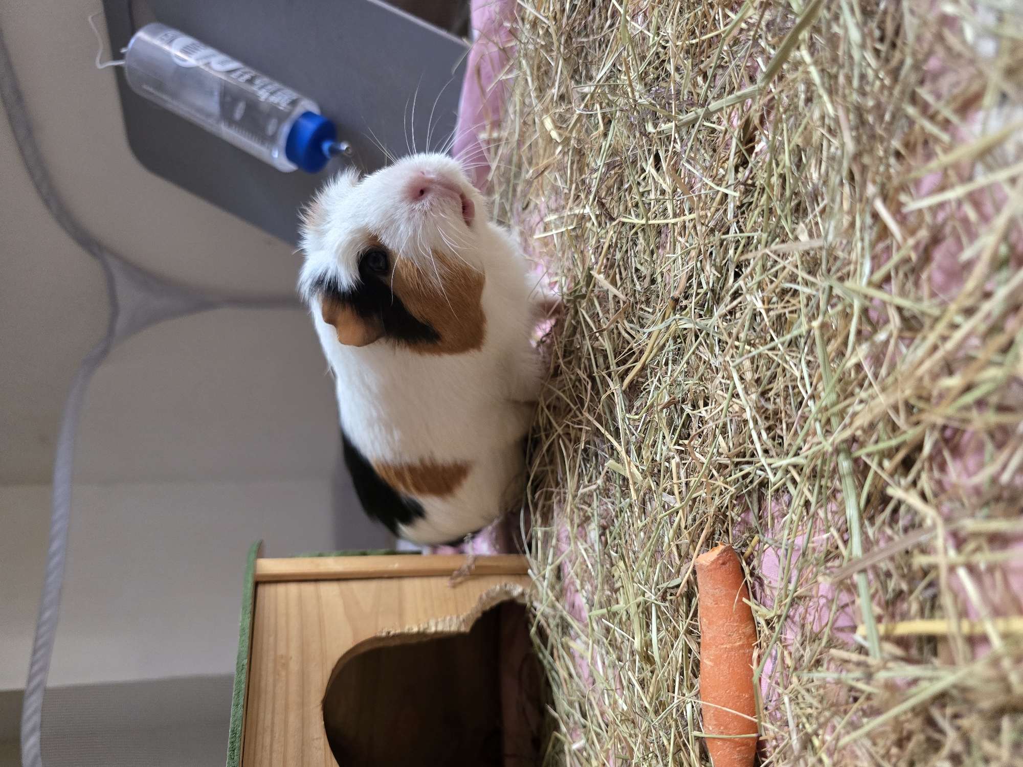 An adorable guinea pig, tri-colored with patches of white, black, and light brown, is the central subject of this indoor photograph. The guinea pig is positioned on a bed of hay, with a portion of a carrot visible in the foreground. To the left, a small wooden guinea pig house with a green roof is situated. In the background, a water bottle with a blue cap is mounted on a gray surface, and part of a white mesh enclosure is visible at the top of the frame. The environment appears to be a domestic setting, likely a pet's habitat. The scene is brightly lit, creating a clear and detailed image of the guinea pig and its surroundings.