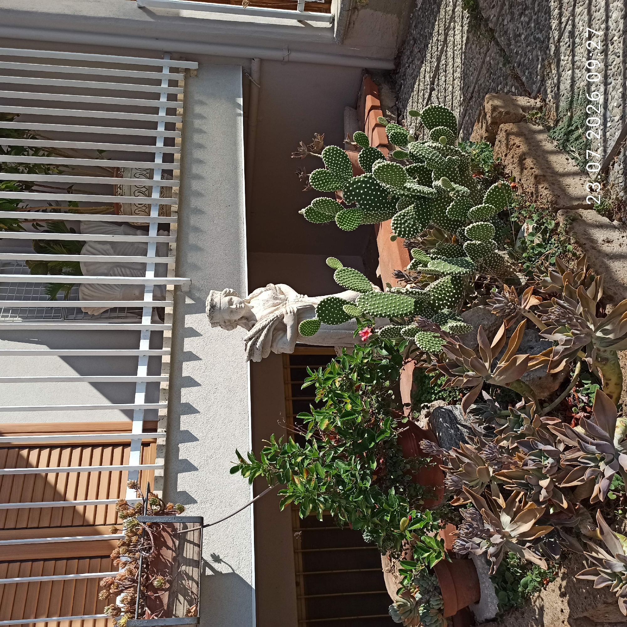 This image captures an outdoor scene, likely a small garden or courtyard, featuring a variety of plants and a stone statue. The location is identified as Bitonto, Italy, with a timestamp of "23.07.2026 09:27" visible in the lower right corner.
The foreground is dominated by several succulent plants, including a dense cluster of Echeveria with their characteristic rosettes of fleshy, purple-tinged leaves, some showing flower stalks. Adjacent to these are prickly pear cacti (Opuntia) with their paddle-shaped segments covered in white areoles. A small, single pink flower is visible on one of the prickly pear pads.
Behind the succulents, a taller green leafy plant, possibly a shrub, is situated in a terracotta pot. Further back, a classical-style stone statue of a young woman holding a sheaf of wheat or similar grain is positioned. She wears a crown or headdress. The statue appears weathered.
In the background, a building with a textured, light-colored wall is visible. A white railing or fence with vertical bars runs across the upper portion of the scene, partially obscuring a window with wooden louvers and a metal grate. There are also potted plants and decorative ceramic elements visible through the railing. The ground is paved with small, irregularly shaped stones, creating a textured surface with distinct shadow patterns cast by the railing and sunlight. A portion of a downspout is visible on the right side of the building. The scene is brightly lit by sunlight, indicating it is daytime.