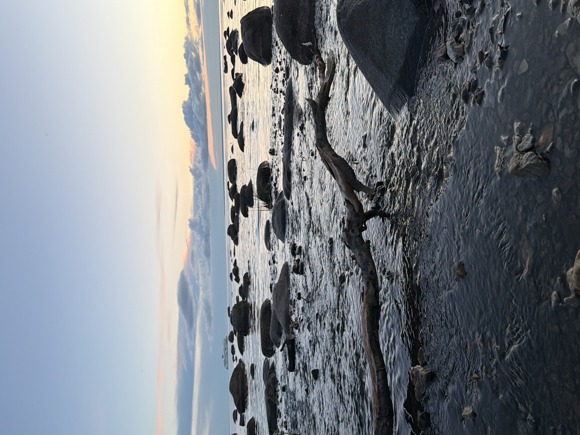 The image depicts a rocky shoreline at dusk in Haabneeme alevik, Estonia. The sky is a gradient of pale blue to soft yellow and pink hues, with scattered clouds. In the distance, a ferry is visible on the calm water. The foreground is dominated by dark, smooth rocks partially submerged in shallow water, with a fallen tree branch creating a diagonal line across the scene. The water is dark and rippling, reflecting the twilight sky. There are no people or animals visible in the image. The environment suggests a natural coastal landscape during a quiet evening.