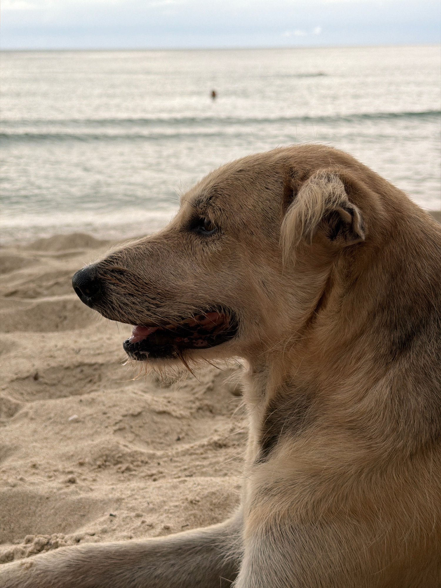 A medium shot shows a light brown dog lying on a sandy beach, with the ocean in the background. The dog is in profile, facing left, with its mouth slightly open and its tongue visible. Its fur is wet and matted, suggesting it may have been in the water. The sand is light brown and textured, with some small ripples. The ocean is calm, with gentle waves rolling in. The sky is overcast, with a faint haze. A single, indistinct human figure can be seen in the distance, standing in the water. The scene is likely set on a beach in Ko Samui District, Thailand, given the visual cues of a tropical beach environment.