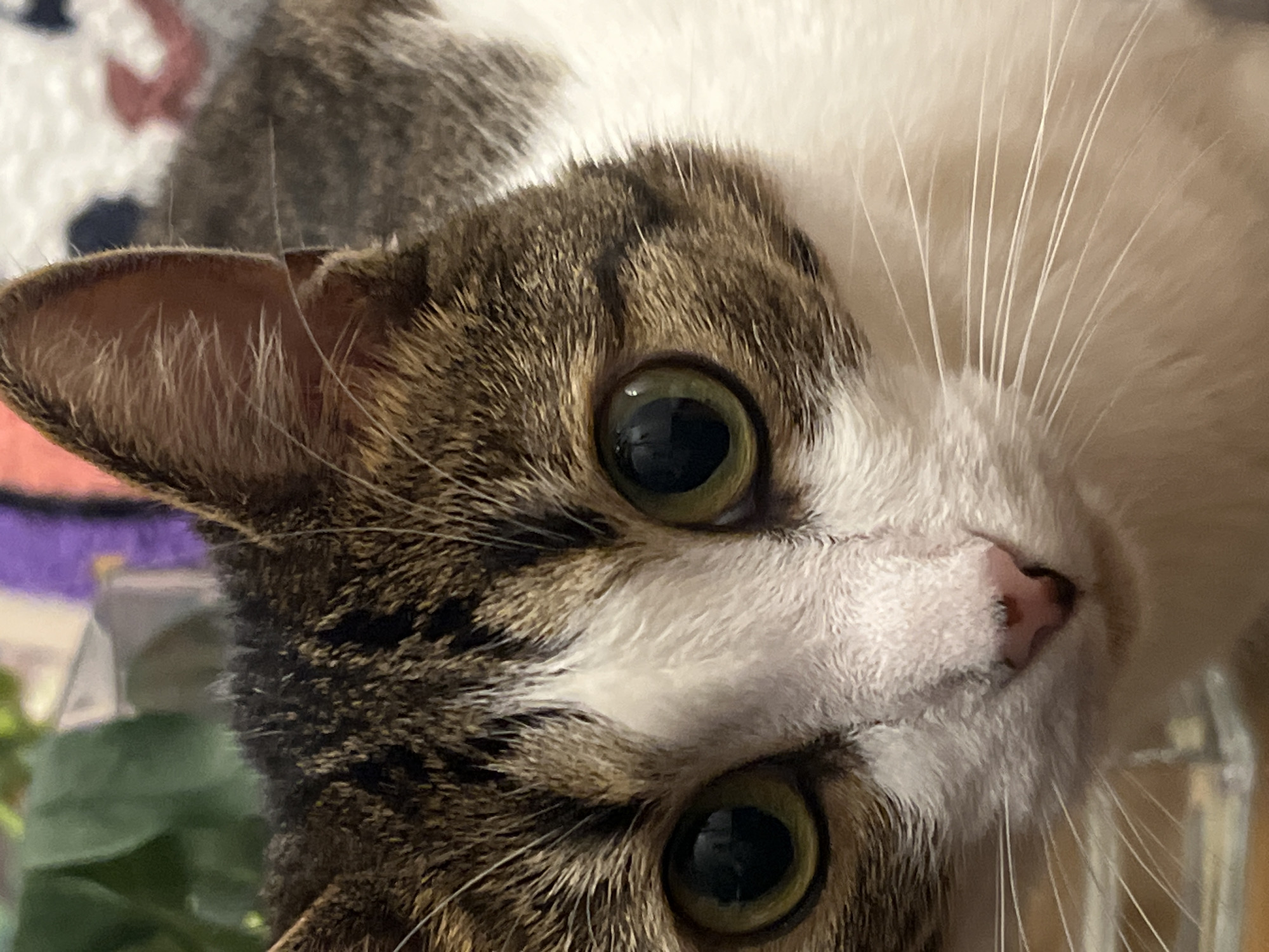 A close-up, eye-level shot shows the face of a tabby and white cat, its green eyes wide and alert. The cat's fur is a mix of brown, black, and white markings, with prominent white whiskers fanning out from its muzzle. The background is blurred, with hints of green foliage and a colorful, possibly patterned fabric. The cat is looking directly at the camera. The scene appears to be indoors, with diffused lighting. There are no people visible in the image, and no specific Moscow landmarks or environmental features are discernible.