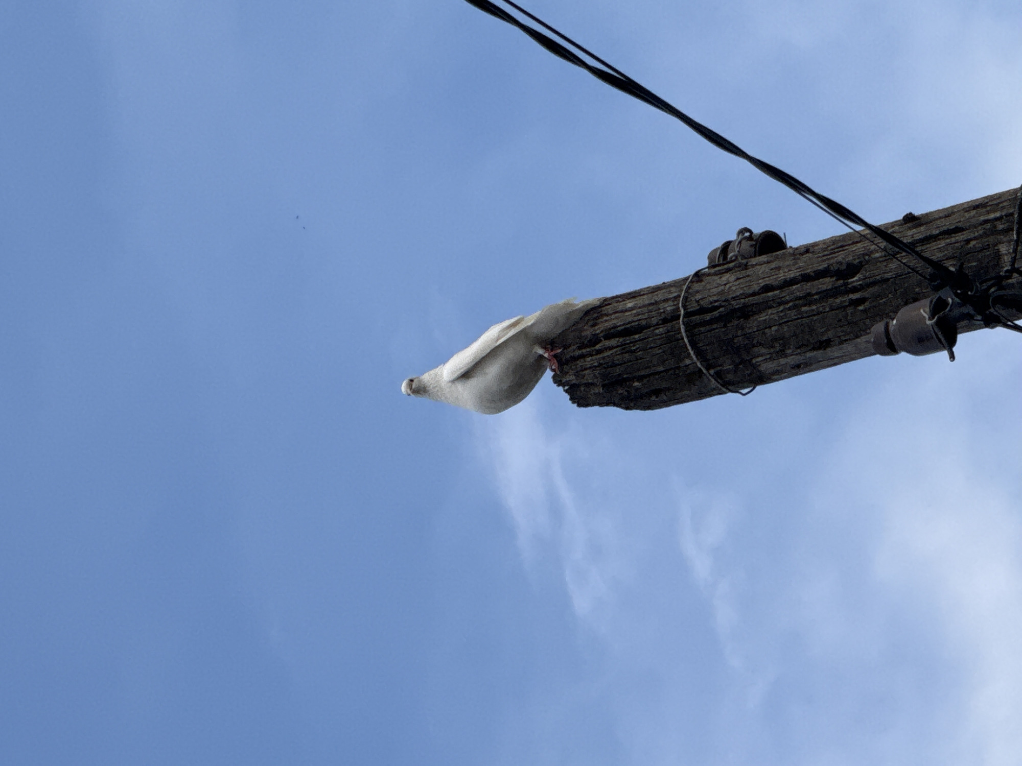 A white dove is perched on top of a weathered, wooden utility pole against a bright blue sky. The pole is rough-hewn and has insulators attached to it, suggesting it is part of an electrical or communication infrastructure. Black wires run diagonally across the frame, attached to the pole. The sky is clear with a few wispy clouds visible. The overall scene is tranquil, with the dove as the central subject. The image was captured in the city of Kosh, Armenia.