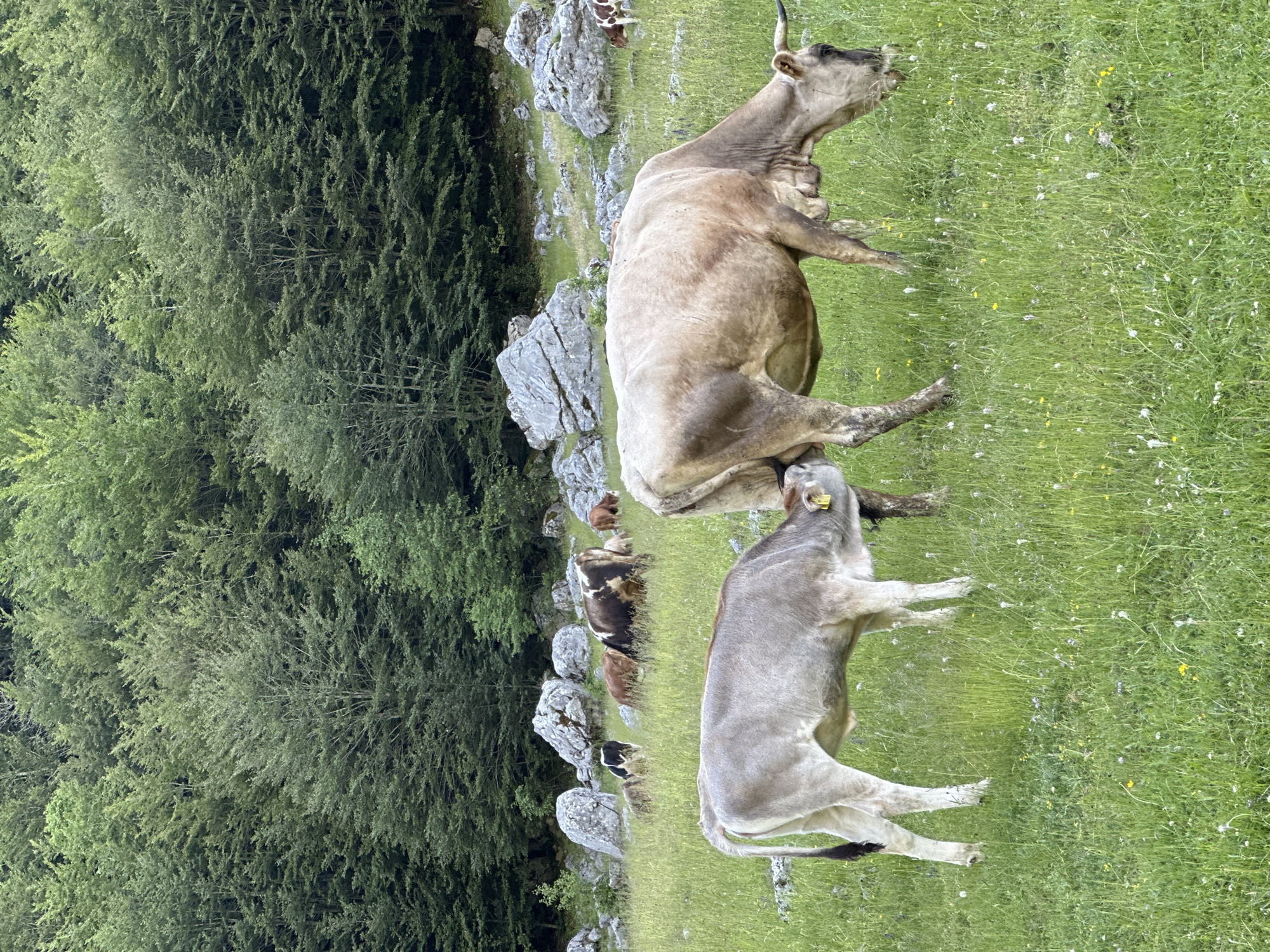 In a lush, green meadow dotted with wildflowers, a light brown cow and its calf are the central subjects of the image. The calf, positioned to the left, is actively nursing from its mother. In the background, several other cows are scattered across the field, some grazing and others standing. Behind the meadow, a dense forest of tall green trees forms a backdrop, with large, grey, weathered rocks interspersed throughout the landscape. The scene captures a tranquil moment of nature, likely in the rural outskirts of Dolja, Montenegro.
