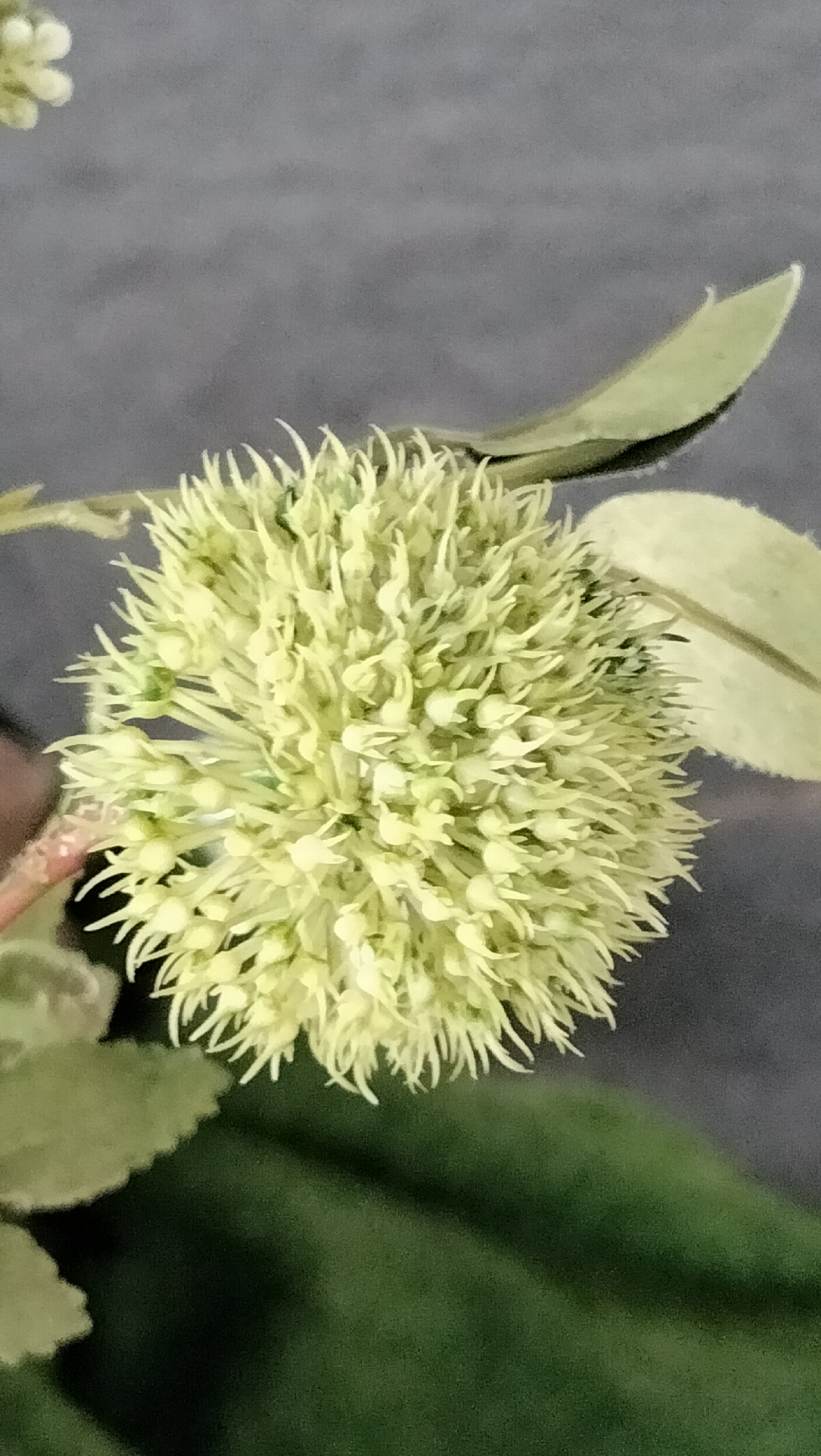 A close-up, vertical, eye-level shot captures a light yellow, spherical flower cluster with feathery petals against a dark, textured background. The flower is in focus, showcasing its intricate details and radial symmetry. The background appears to be a wall or a blurred natural element. The image is devoid of people, actions, or interactions, focusing solely on the botanical subject. The scene is simple and uncluttered, highlighting the delicate beauty of the flower. There is no information about the location within Lhokseumawe, Indonesia, or any specific environmental context that can be determined from the visual information provided.