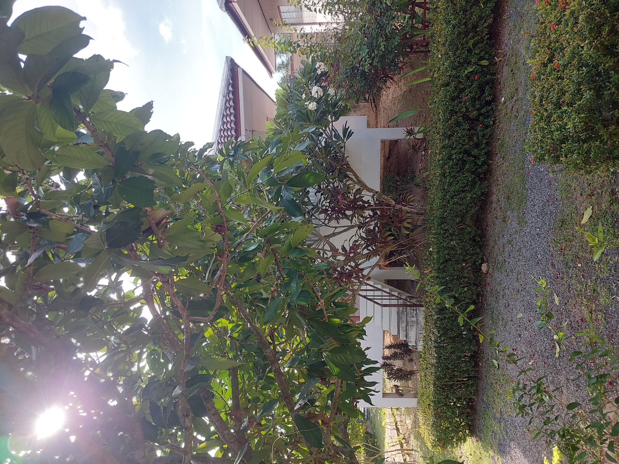 In Baan Mae Nam, Thailand, a bright sun shines through the dense foliage of a large tree, casting dappled light on a low-lying building with a tiled roof. In front of the building, a set of white concrete stairs leads up to an entrance. Surrounding the building is a garden with a neatly trimmed green hedge in the foreground, and gravel and grass areas interspersed with various plants and bushes. The scene appears to be a residential or resort property, bathed in the warm, natural light of a tropical day.