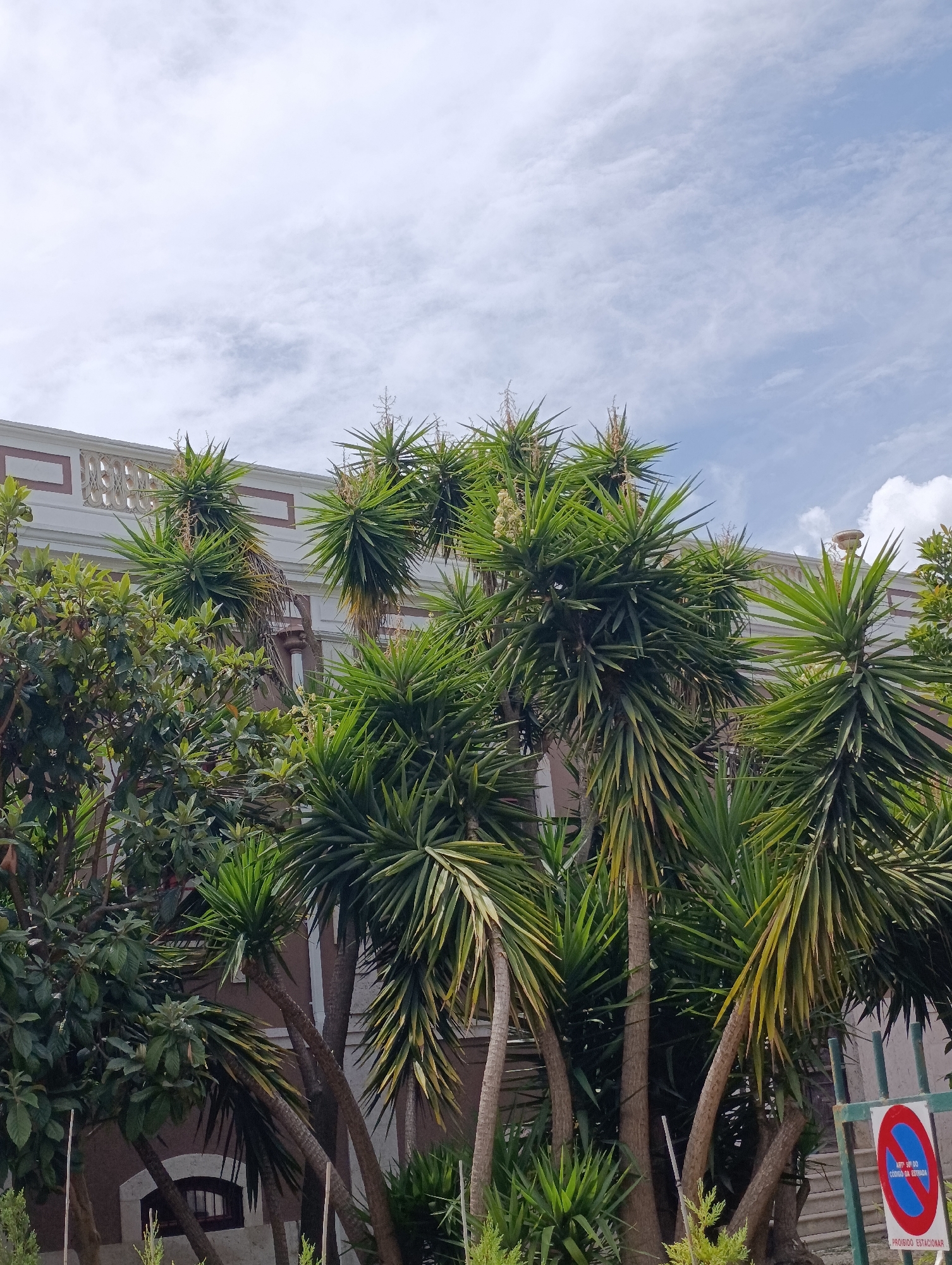 The image depicts a street scene in Setúbal, Portugal, focusing on a building facade partially obscured by lush vegetation. Several Yucca trees with their characteristic spiky, green leaves dominate the foreground, their trunks thick and woody. To the left, a dense cluster of broad-leaved green trees creates a lush backdrop. The building behind the foliage is light-colored with decorative architectural details along its top edge, featuring a repeating pattern of squares and arches. Two small, dark-paned windows are visible on the building's lower level. On the right side of the frame, a green metal fence is partially visible, and attached to it is a circular sign with a red border and a blue inner circle containing a red diagonal line, indicating a prohibition. Text on the sign, in Portuguese, reads "ART. 187 DO CÓDIGO DA ESTRADA" and "PROIBIDO ESTACIONAR", meaning "Article 187 of the Road Code" and "NO PARKING". The sky above is a pale blue, with scattered white clouds, suggesting daytime. The overall impression is one of a Mediterranean urban environment where nature has been allowed to flourish.