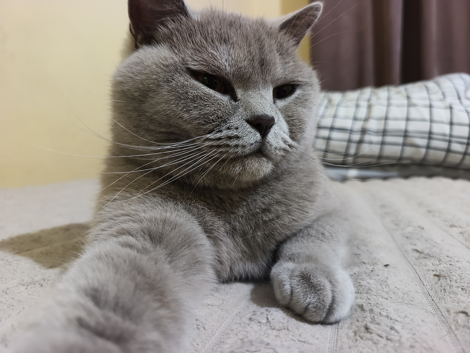 The media file features a close-up portrait of a light grey British Shorthair cat, the primary subject, resting indoors. The scene is set in what appears to be a cozy home environment, with the cat lying on a soft, light-colored, textured blanket or throw.
The cat is captured in a relaxed pose, with its body partially visible and one front paw extended towards the viewer in the foreground. Its face, turned slightly to its right, displays a calm, somewhat sleepy or contemplative expression, with eyes partially narrowed and prominent white whiskers fanning out. The cat's fur is dense and appears very soft.
In the background, behind the cat, a white pillow or blanket with a distinct grey and black checkered pattern is visible. To the far right, a dark brown curtain adds depth to the indoor setting. The lighting is soft and ambient, suggesting it could be daytime with indirect light or evening with indoor illumination. No specific time of day or weather conditions can be determined from the image. There is no visible text in the media. The location context provided is Ternopil, Ukraine. The detailed crops enhance visibility of the cat's features and the textures of the bedding.