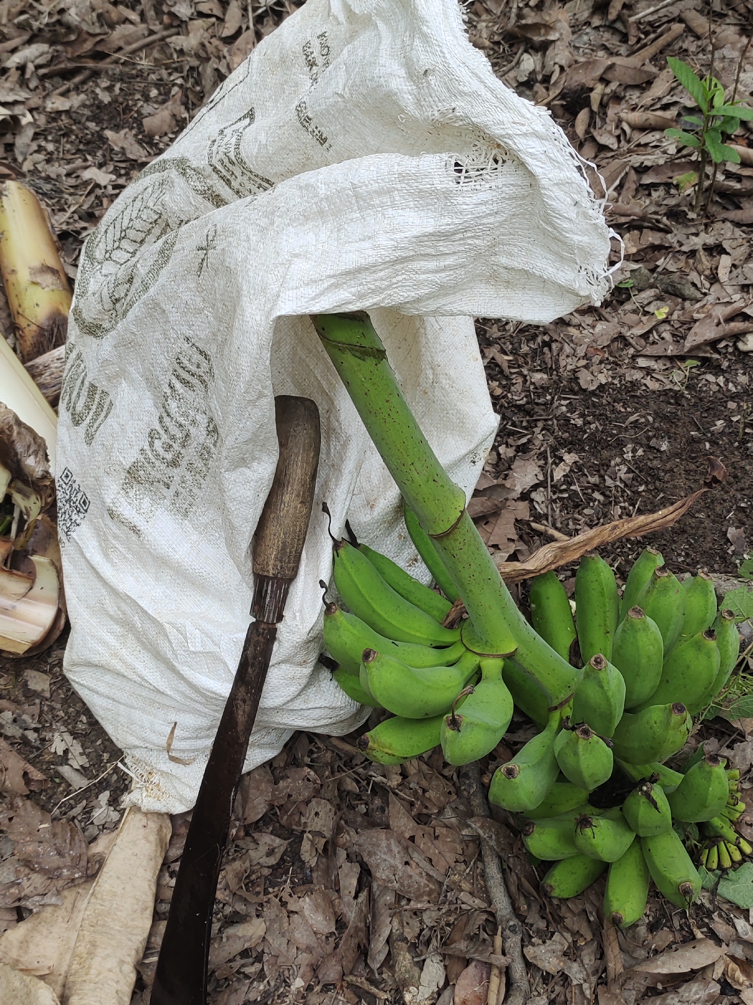 A bunch of unripe green bananas lies next to a white woven sack and a large, flat machete with a wooden handle. The items are on the ground, which is covered in dry leaves and dirt, suggesting an outdoor, potentially rural or agricultural setting. A stalk from which the bananas were cut is visible, as are parts of banana plants on the left. The scene appears to be in Rayeukmatangkuli, Indonesia.