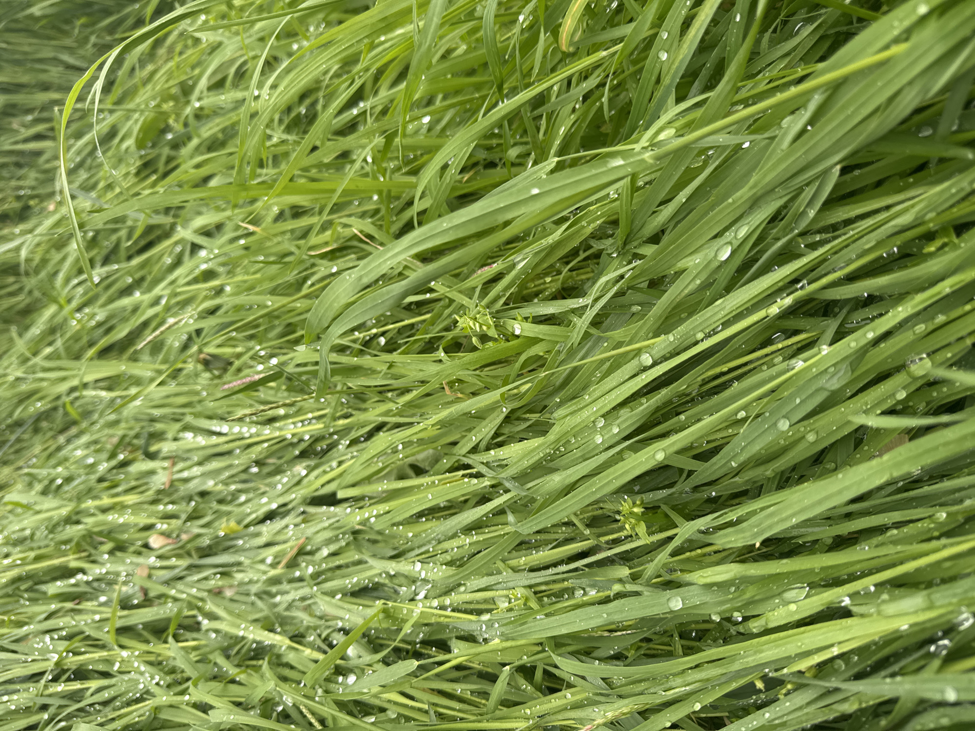 The image depicts a close-up view of green grass blades covered with water droplets. The grass appears lush and overgrown. No people or any indications of the location in the city of Krasnodar, Russia are visible.