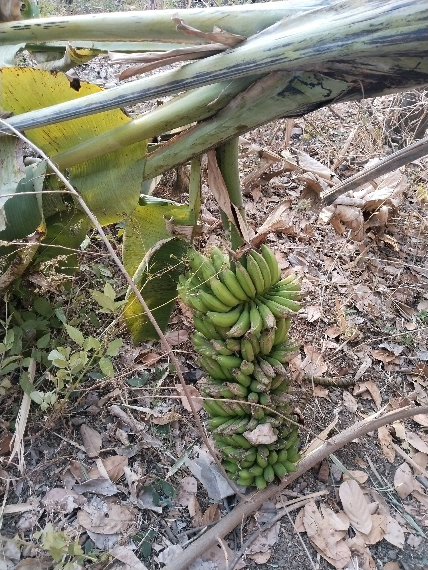 The image shows a bunch of green bananas hanging from a banana plant. The plant has large green leaves, some of which are yellowing and dried. The ground around the plant is covered with dry leaves, twigs, and dirt. The scene appears to be in a natural or rural environment. There are no people or animals visible in the image. The lighting suggests it is daytime. The image is shot from a slightly elevated angle, looking down towards the bananas and the ground. The overall impression is of an outdoor, natural setting with a focus on the banana plant and its fruit.