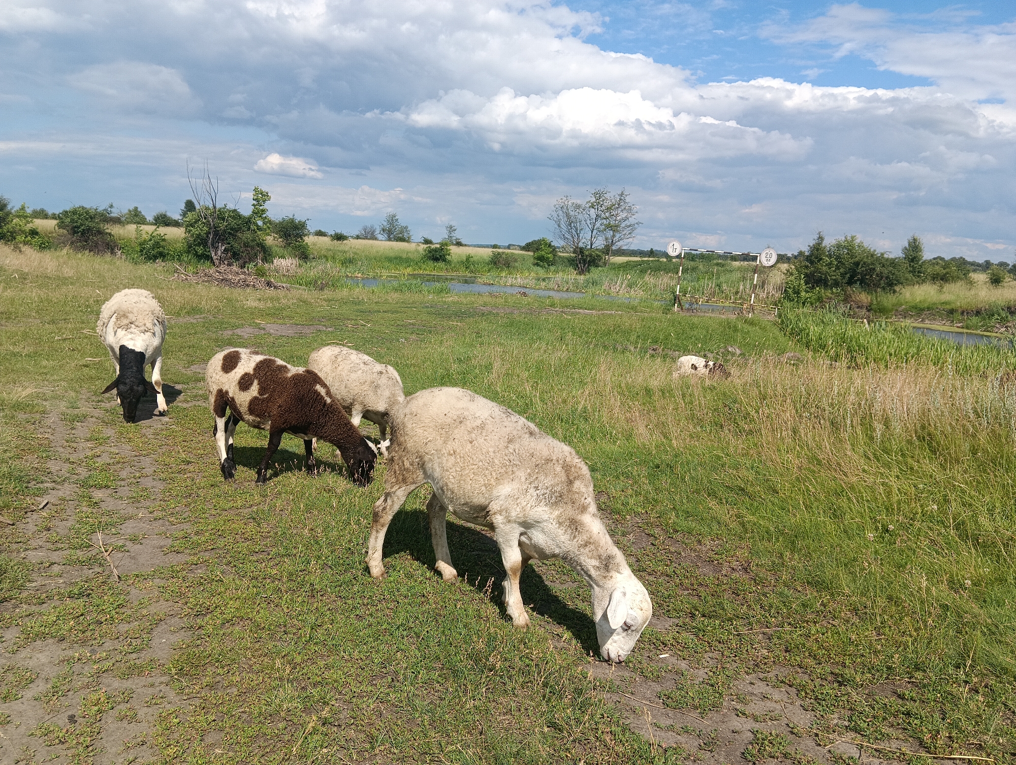 A flock of sheep graze in a grassy field under a partly cloudy sky. In the foreground, a light-colored sheep with a white face and short wool lowers its head to eat grass from a dirt path that runs through the field. To its left, a brown and white spotted sheep with black legs also grazes. Behind these two, a black-faced sheep with white wool is visible, also eating grass. Further in the background, a distant white sheep is lying down in the tall grass. The field is bordered by a body of water on the right, with tall reeds and vegetation growing along its banks. In the far background, a line of trees and bushes marks the horizon. A white crossing gate with two circular signs, one indicating "1 T" and the other "2.0 M", is visible near the water, suggesting a road or path crossing. The overall scene depicts a pastoral landscape on a bright, possibly warm, day.