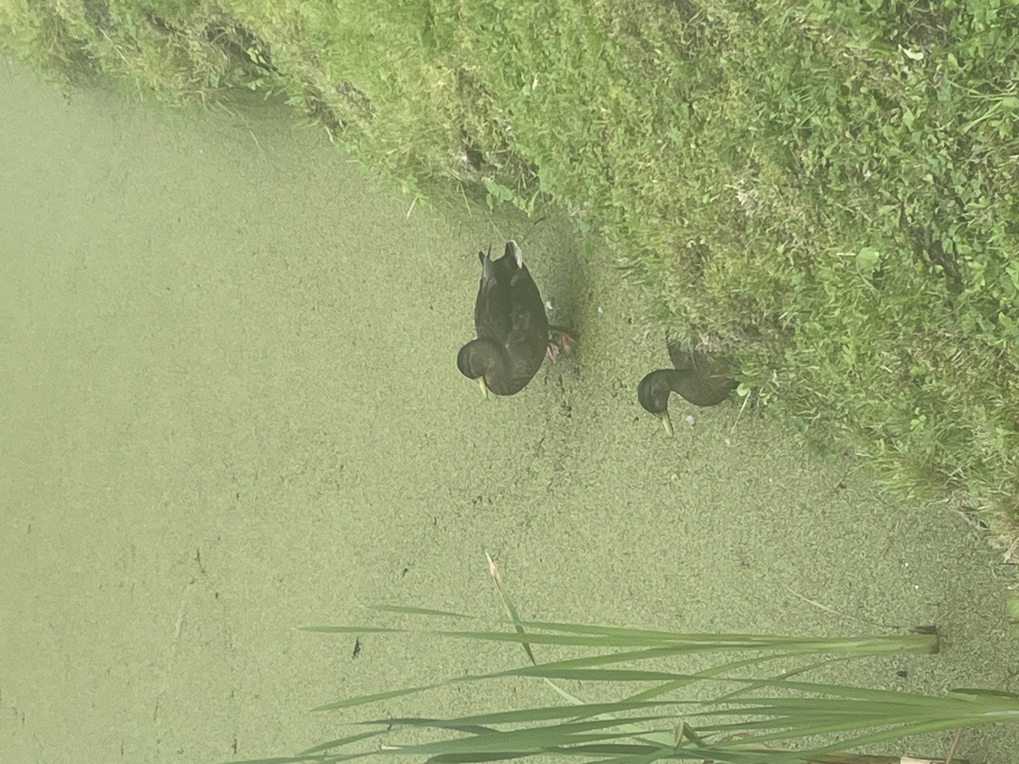 Two ducks are present in the image. One duck is in the foreground, facing left, standing on the grassy bank of a pond. The second duck is further back, in the water, also facing left. The pond's surface is covered in a thick layer of green algae. Tall, green reeds are visible on the left side of the image, partially obscuring the pond. The background consists of a grassy area with more vegetation. The scene appears to be a natural setting, possibly a pond or canal in a park. This image was taken in Peterhof, Russia.
