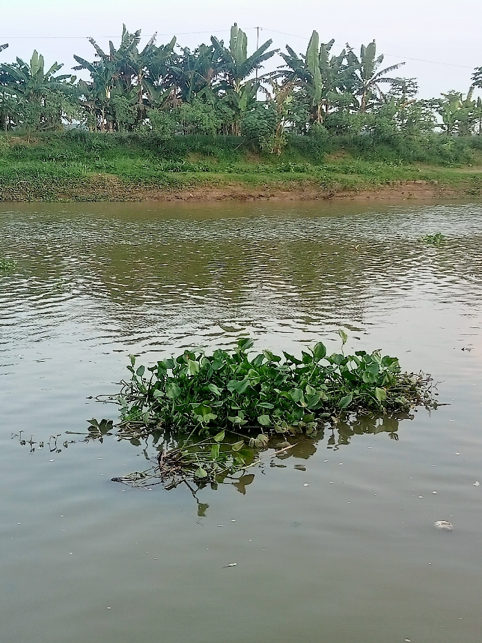 The image depicts a calm body of water with a small patch of aquatic plants floating on the surface. The water has a slight ripple pattern and is a light grey-green color. The aquatic plants are green with broad, rounded leaves. The bank of the waterway is visible in the background, with a line of vegetation growing along the edge. The vegetation consists of tall, green plants, likely banana trees. The coordinates provided place the location in a rural area on the outskirts of Jakenan, Indonesia, likely near a river or stream. The image appears to have been captured on a clear day with overcast skies, as the light is soft and diffused. The water appears calm, with no signs of current or turbulence. There is a small amount of debris floating on the surface of the water, suggesting that it may be a less-pristine body of water.
