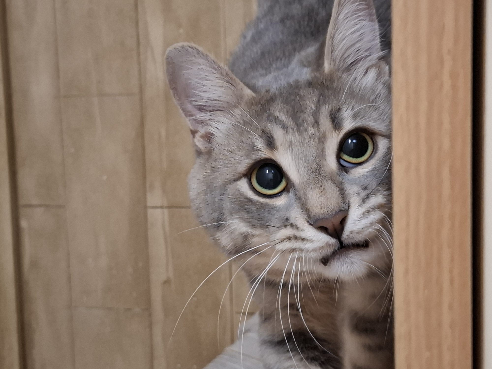 A grey tabby cat is captured in a close-up, peeking from behind a wooden vertical structure, possibly a doorframe, on the right side of the frame. The cat's face is the primary subject, with its body largely out of view. It has striking green-yellow eyes with large, dilated pupils, conveying an alert and curious expression. Its mouth is slightly open, revealing a hint of teeth, which adds to its focused and perhaps playful demeanor. Prominent white whiskers fan out from its muzzle. The cat's fur shows distinct tabby markings in shades of grey and beige. The background consists of a light brown, possibly wooden, wall with subtle vertical lines, suggesting an indoor setting. The lighting appears soft and even, highlighting the cat's features. There is no visible text in the image.