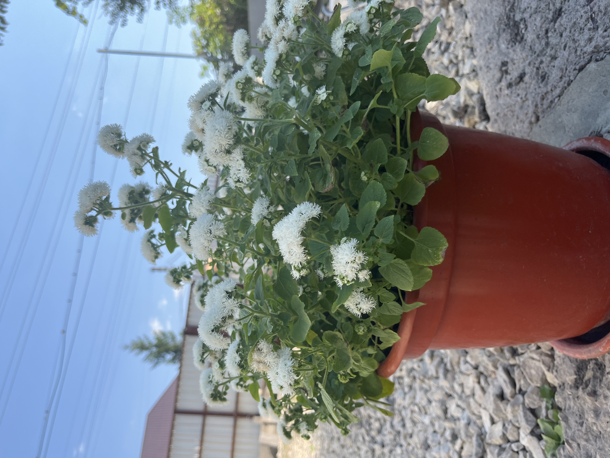 A close-up, eye-level shot shows a terra cotta pot overflowing with fluffy white flowers and green leaves. The pot sits on a gravelly surface, with larger stones forming a border. In the background, a beige fence with a red-capped roof is visible, along with trees and utility lines against a bright blue sky with scattered clouds. The image was taken outdoors, likely in Saratov, Russia, on a sunny day. No people are present in the scene.