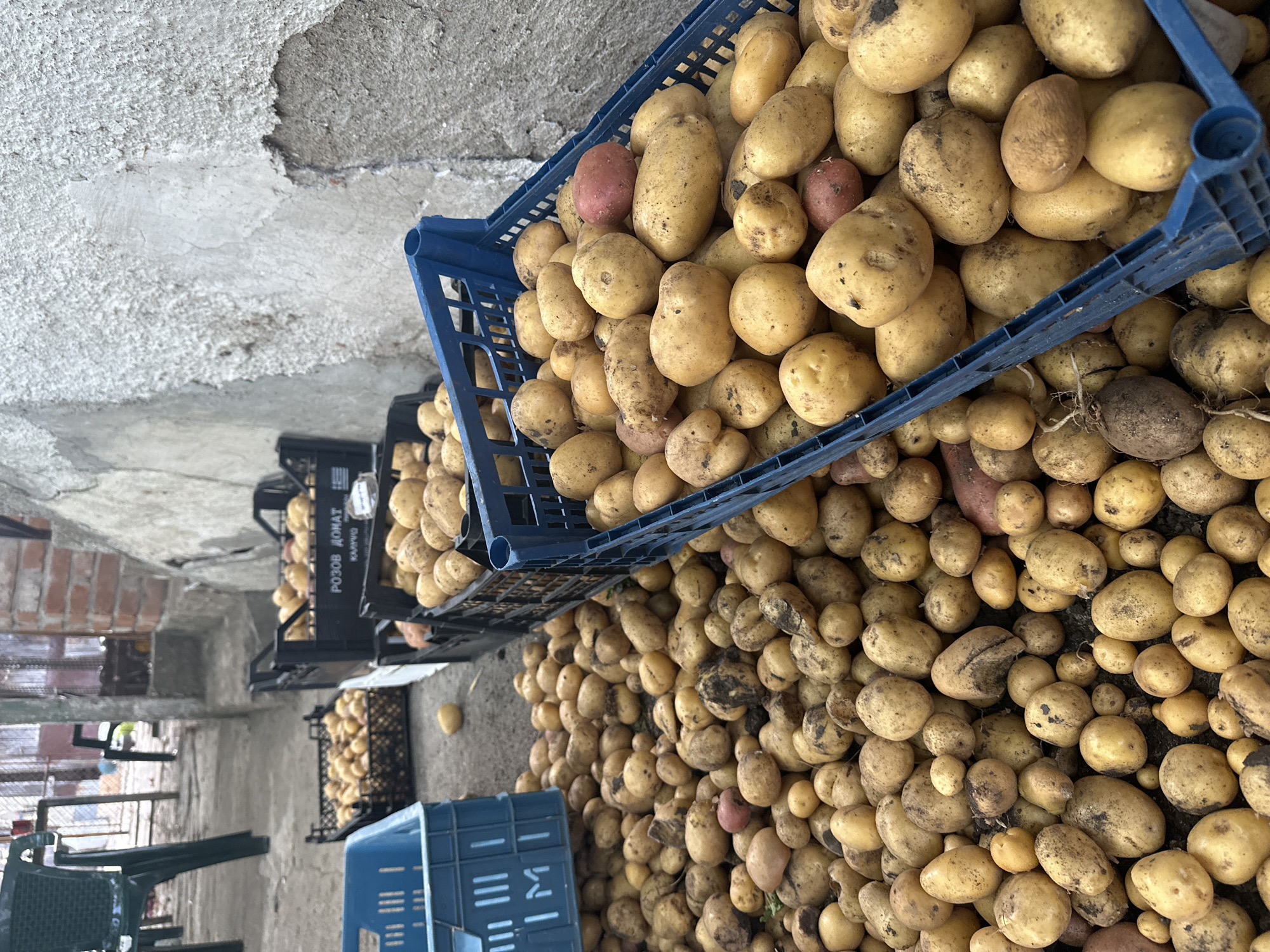 In Mlekarevo, Bulgaria, a collection of freshly harvested potatoes is displayed outside. The potatoes are piled on the ground and in blue and black plastic crates. The scene appears to be in an outdoor area with a rough concrete wall on the right and a walkway leading to a building in the background. The lighting suggests it is daytime, possibly overcast. There are no people or animals visible in the image. The focus is entirely on the large quantity of potatoes, indicating a potential market or storage area.