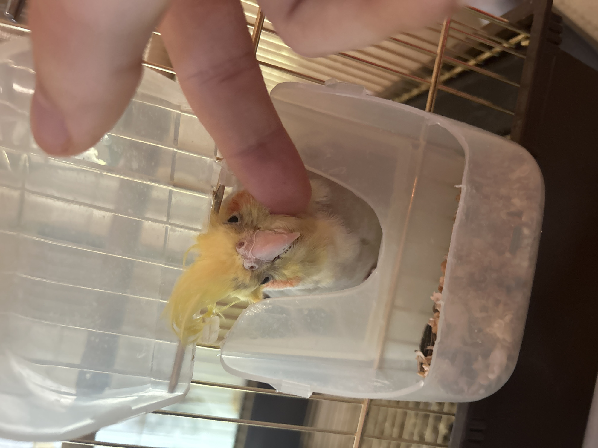 A close-up shot shows a cockatiel bird inside a clear plastic container attached to a metal cage. A human finger is touching the bird's head. The bird is mostly yellow and grey. The background includes the bars of the cage and a dark brown surface. The location is not discernible from the image.