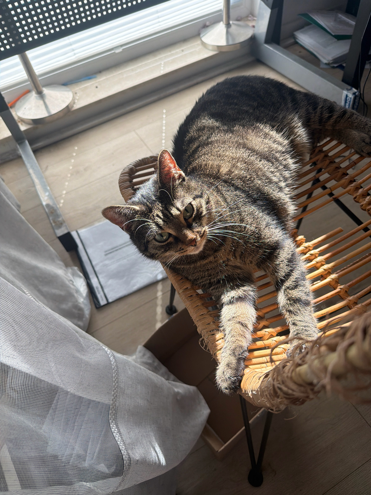 A tabby cat is lounging on a woven chair indoors, with sunlight streaming through a nearby window and casting shadows on the floor. The cat is positioned on its side, with its front paws extended. The background shows a window with blinds, a metal stool, and some papers on a shelf. There is also a sheer white curtain on the left side of the image. The flooring appears to be light-colored wood. The image is taken from a high angle looking down at the cat.