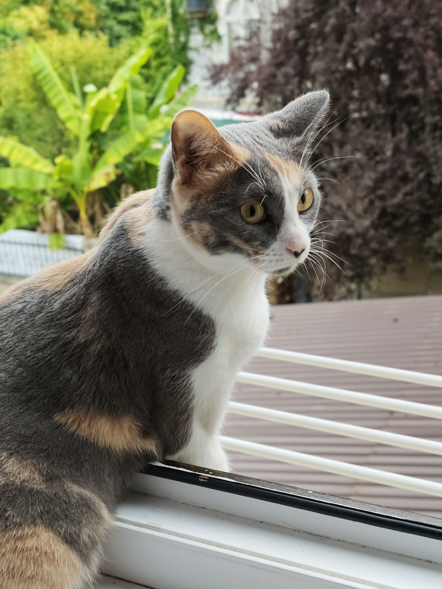 A calico cat with grey, white, and tan markings is perched on a windowsill. The cat has bright yellow eyes and a pink nose. Its fur is short and dense. The windowsill appears to be white with a black rubber seal along the edge. In the background, there are lush green banana leaves and trees, suggesting a warm climate. Beyond the foliage, a building with a light-colored facade and a dark-tiled roof is visible, along with a dark-leaved tree with dense foliage. The scene captures a moment of calm observation by the cat, possibly in a residential area of Sochi, Russia, given the presence of tropical plants.