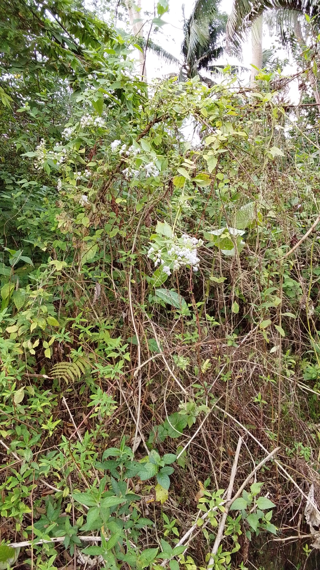 The image depicts a dense, overgrown area with a variety of vegetation, including trees, bushes, and vines. There are several clusters of small white flowers visible, particularly towards the center and right of the frame. The scene is rich with shades of green and brown, suggesting a natural, untamed environment. The presence of palm fronds in the upper right corner indicates a tropical or subtropical climate. The overall impression is one of lush, wild growth, with some areas appearing dry and tangled. Without further information, the exact location within Cintakarya, Indonesia, cannot be determined from the visual data alone. There are no people or animals present in the image, nor any discernible man-made objects.
