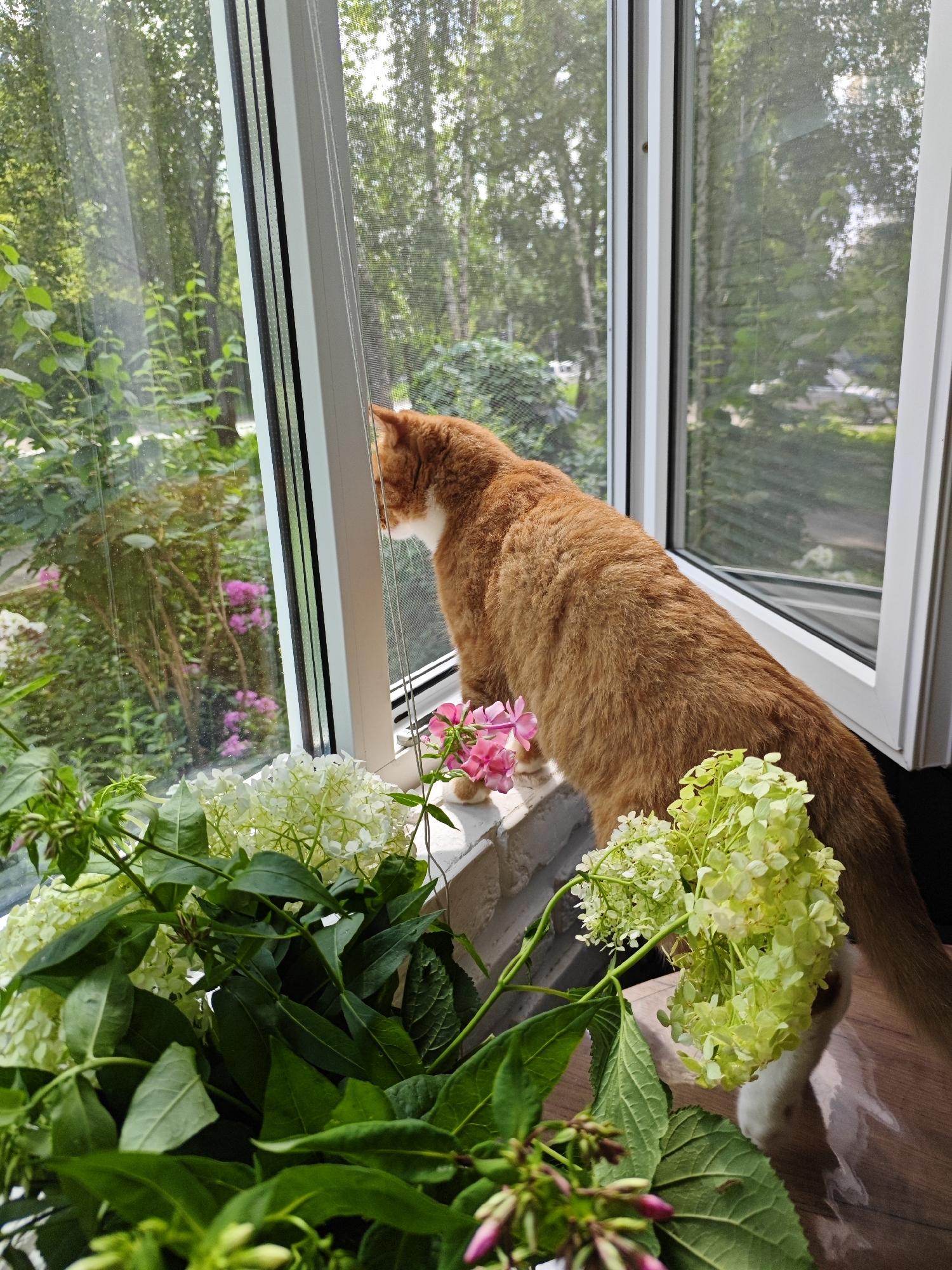 An orange tabby cat with white markings is perched on a windowsill, looking out through an open window at a lush green garden. In the foreground, a bouquet of white and green hydrangea flowers with some pink accents is arranged. The cat is facing away from the camera, its back to the viewer, with its tail visible. The window frame is white, and the glass shows reflections of the interior and the exterior greenery. The environment appears to be a residential area in the city of Borovsky, Russia, with trees and vegetation visible outside the window. The scene is illuminated by natural daylight.