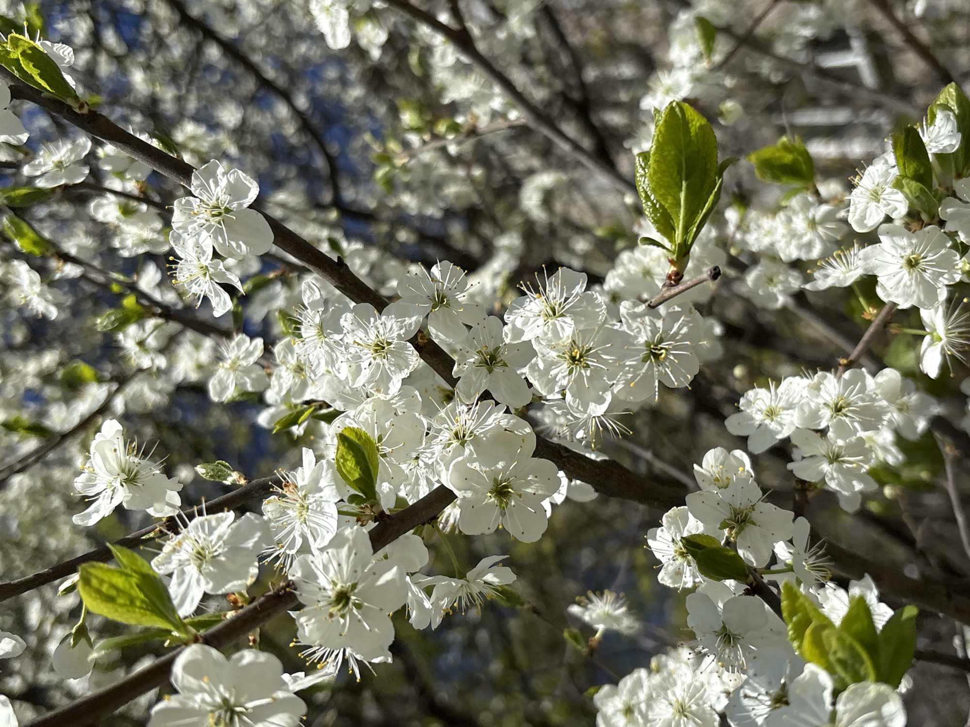 The image shows a close-up of a flowering tree branch in Saint Petersburg, Russia. The branches are laden with small, white flowers, and there are a few green leaves visible. The background is blurred, suggesting that the focus is on the flowers and branches. It is a sunny day.