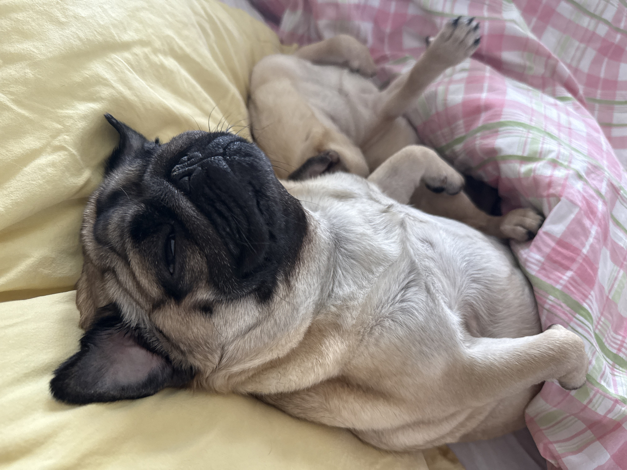 The image displays two fawn-colored pug dogs peacefully sleeping on a bed. In the foreground, a pug with a distinctive black muzzle and ears is resting on its back or side, its face relaxed and eyes closed in deep slumber. Its light tan fur is visible, with characteristic wrinkles around its face and neck. One ear is tucked against a soft yellow sheet or pillow, while the other is slightly visible above its head.
Behind the prominent pug, a second pug is also asleep, partially obscured by a pink and white checkered blanket with subtle green lines. This pug is lying on its back, with its paws playfully extended upwards into the air, indicating a state of complete comfort and relaxation.
The dogs are nestled on soft bedding; the foreground pug rests on the yellow fabric, while the background pug is partially covered by the brightly patterned blanket. The overall scene exudes a serene and cozy atmosphere, suggesting a peaceful naptime indoors. No text is visible in the image.