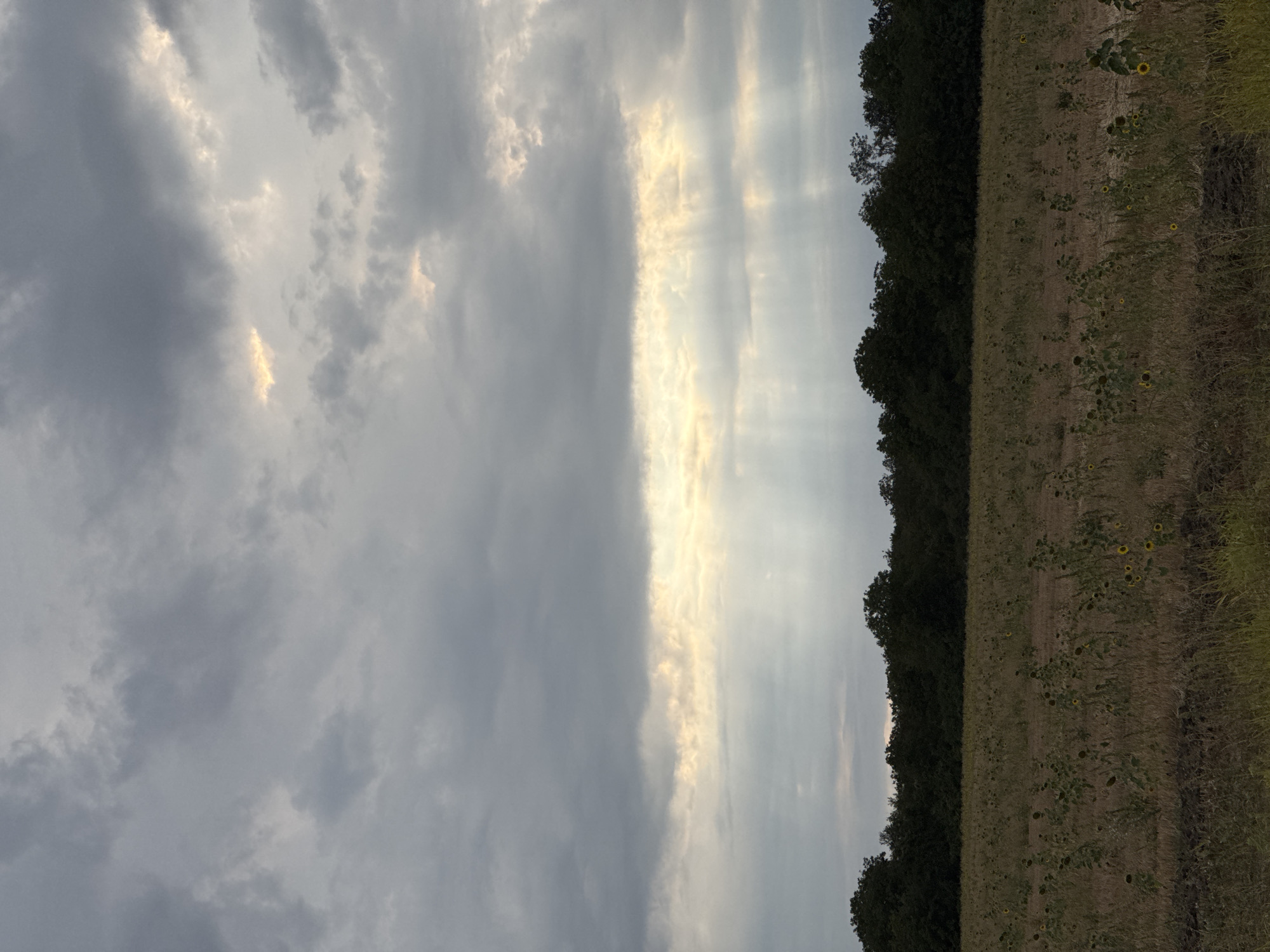 The image depicts a field with a line of trees in the background, under a cloudy sky. The sun is breaking through the clouds in some areas, casting rays of light. There are sparse sunflowers and dry grass in the field. The scene appears to be in Lesicheri, Bulgaria.
