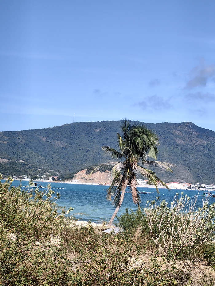 A scenic view features a turquoise ocean meeting a sandy beach. A leaning palm tree stands prominently in the foreground, framed by dry coastal foliage. In the background, a large, verdant mountain dominates the horizon under a clear blue sky. Small buildings and boats are visible along the coastline, adding to the landscape's depth.