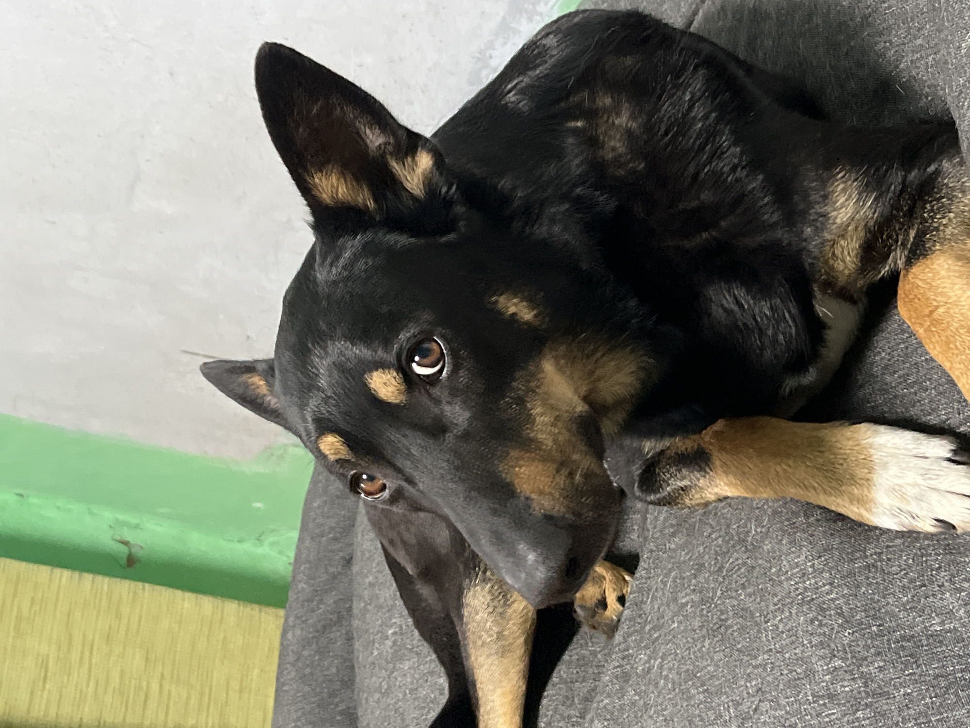 A black and tan dog is lying on a gray surface, possibly fabric. The dog has one ear standing up and is looking at the camera with brown eyes. The background is blurred, but there is a green and yellow wall visible in the lower-left corner. There is no information present in the image to place this scene in Nizhny Tagil, Russia.