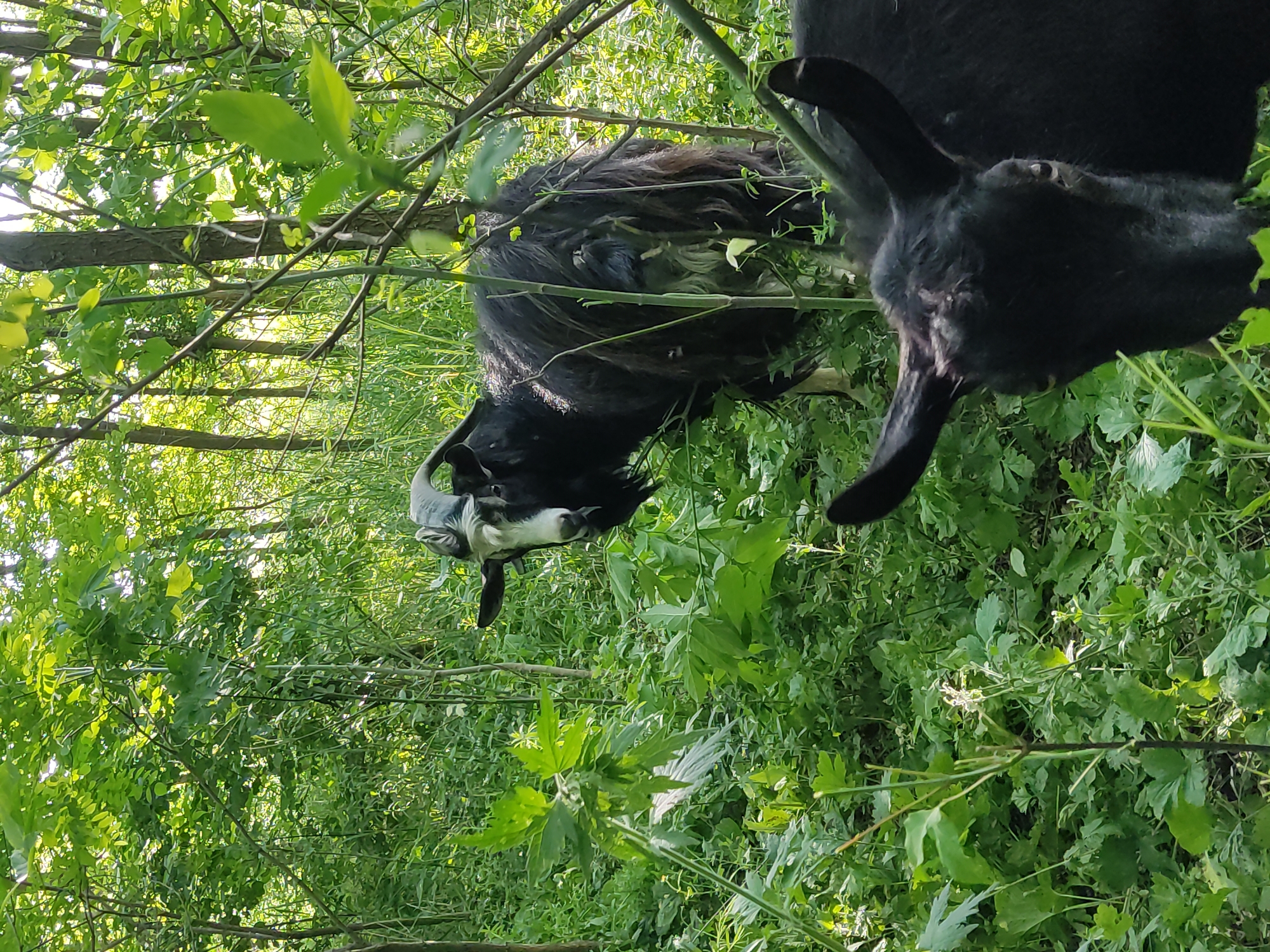 The image depicts two goats within a densely vegetated, wooded environment, allegedly located in Mospyne, Ukraine. In the mid-ground, a dark-coated goat stands facing forward, its head tilted slightly toward the viewer. This goat exhibits a prominent white or light gray facial marking around its muzzle and forehead, contrasted by its dark fur. It possesses robust, light gray horns that curve backward and outward, and its fur appears shaggy and somewhat matted. Its body is partially obscured by the surrounding foliage. In the lower right foreground, a second goat, predominantly black, is partially visible, with only its head and upper neck shown. This goat has short, dark horns and dark eyes that appear to be looking towards the viewer. Both animals are positioned amidst a thick undergrowth of various broad-leafed green plants and smaller vegetation, indicative of a forest or overgrown natural area. Numerous tree trunks and branches with bright green foliage are visible throughout the background, illuminated by natural daylight filtering through the canopy, creating highlights on the leaves.