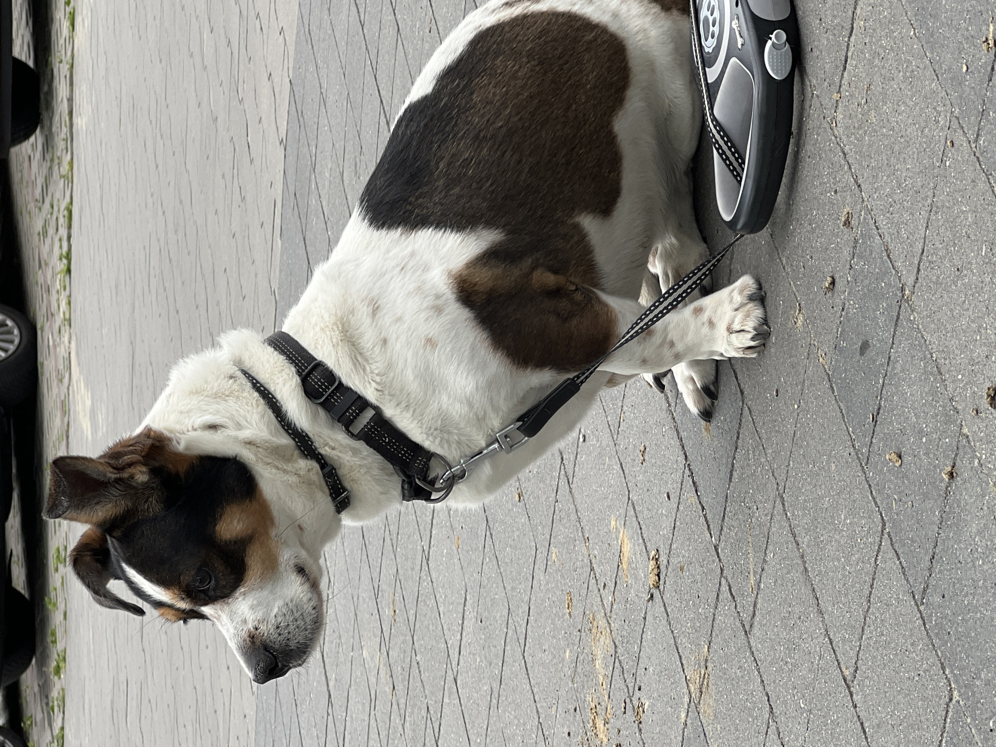 A medium-sized dog with a tri-color coat of white, brown, and black is sitting on a grey paver stone pathway. The dog is wearing a black collar with a reflective strip and a black leash that is attached to a grey and black retractable leash dispenser. The dispenser is lying on the ground next to the dog. The dog has floppy ears and is looking down and to the left. Its paws are white with some brown spots. The background is a paved area with some dirt and debris scattered on the stones. In the upper left corner, a portion of a dark car is visible. The image appears to be taken outdoors during the daytime, under natural light. The setting is a pedestrian area, possibly a sidewalk or park path. There is no visible text in the image. The overall mood is relaxed, with the dog appearing calm and stationary.