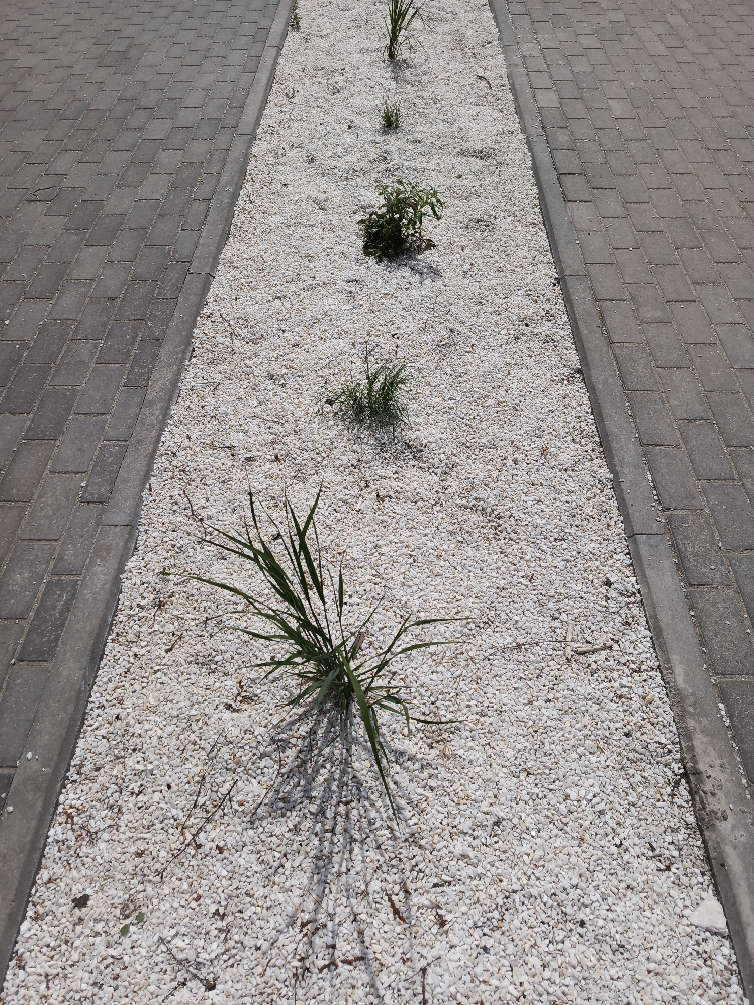 A ground-level view shows a narrow flowerbed filled with white gravel, running between two paved walkways made of gray rectangular bricks. Sparse green plants are scattered throughout the gravel, casting shadows on the stones. The flowerbed is bordered by a concrete edge. The scene is likely located in Chaikovsky, Russia. No people or interactions are visible.