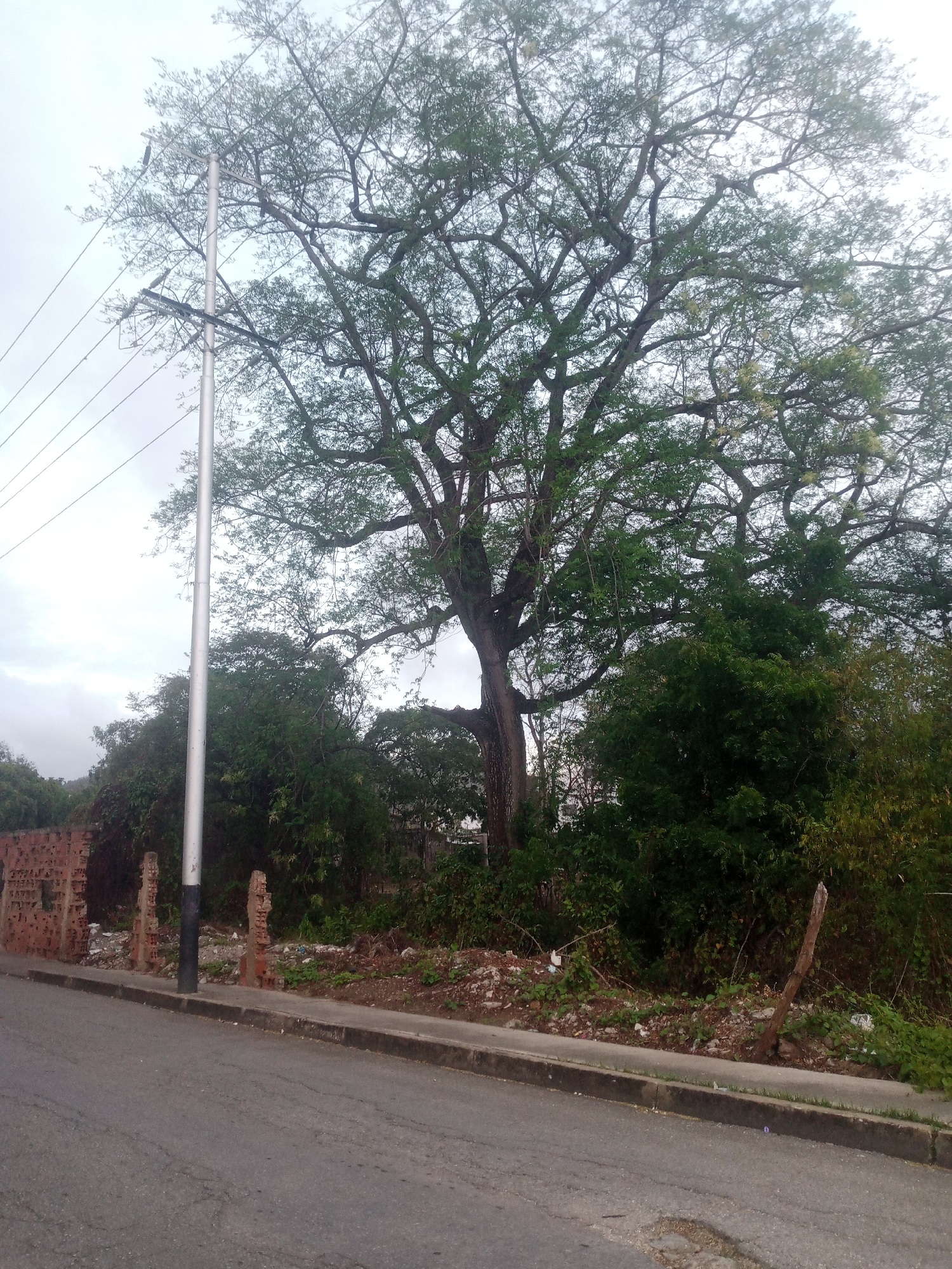 The image captures a street scene in Santa Ana, Venezuela. A large tree with extensive branches dominates the upper half of the frame, its foliage a mix of green leaves and lighter, possibly flowering, elements. To the left of the tree, a tall, silver utility pole with visible wires extends upwards. In the foreground, a paved road runs horizontally across the bottom of the image, with a concrete curb and sidewalk. Behind the sidewalk, there is an area of overgrowth and debris. To the left, a section of a crumbling brick wall, appearing damaged and weathered, is visible, with two brick pillars standing nearby. The sky is overcast and light.