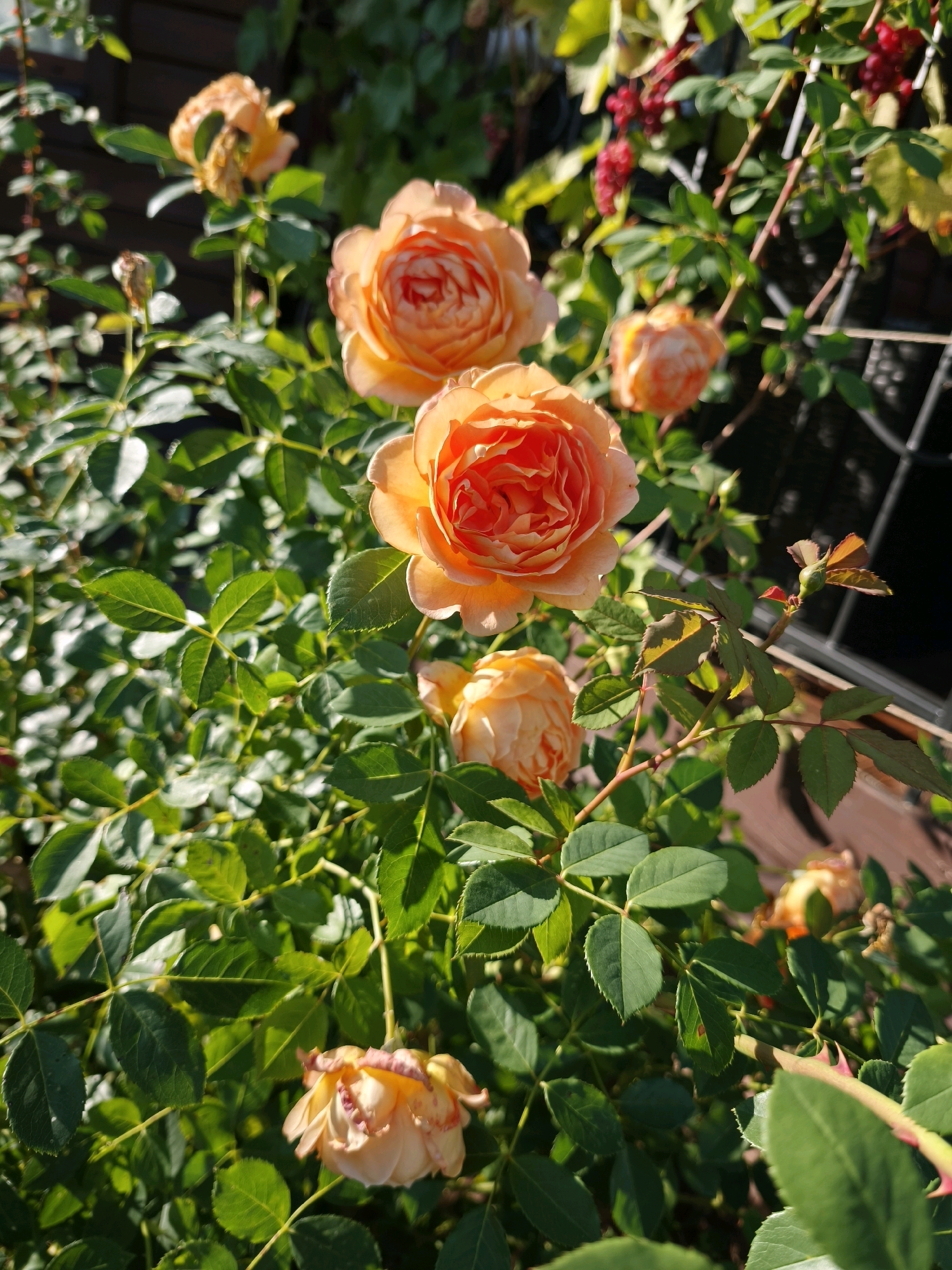 The image displays a cluster of peach-colored roses in full bloom, set against a backdrop of lush green foliage. The roses are the primary subjects, with several prominent blooms showcasing intricate petal formations. One rose in the foreground is particularly detailed, its petals a vibrant shade of orange and peach. The background suggests an outdoor setting, possibly a garden, with hints of a wooden fence or structure and some dark, out-of-focus elements that could be part of a building or landscaping. The lighting indicates it is daytime, with sunlight casting shadows and highlighting the textures of the petals and leaves. There are no people visible in the image. The scene is peaceful and natural, emphasizing the beauty of the roses and their surrounding greenery.