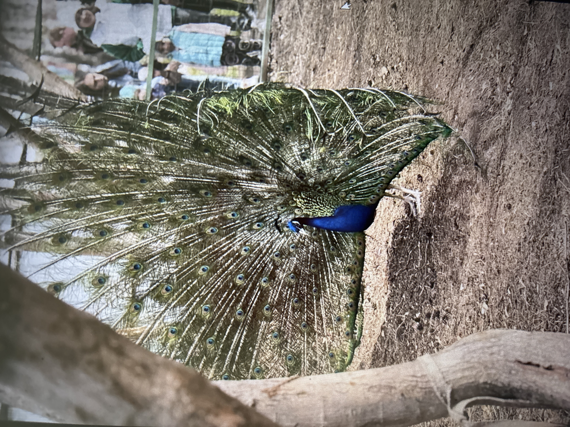 A male peacock with its tail feathers fanned out is standing on dry, dusty ground in a zoo enclosure. The peacock's feathers are iridescent green and blue with distinctive eye patterns. In the background, several people are visible behind a fence, observing the bird. The environment appears to be outdoors with some trees and patchy vegetation. The image does not provide any information to suggest this is in Novosibirsk, Russia.