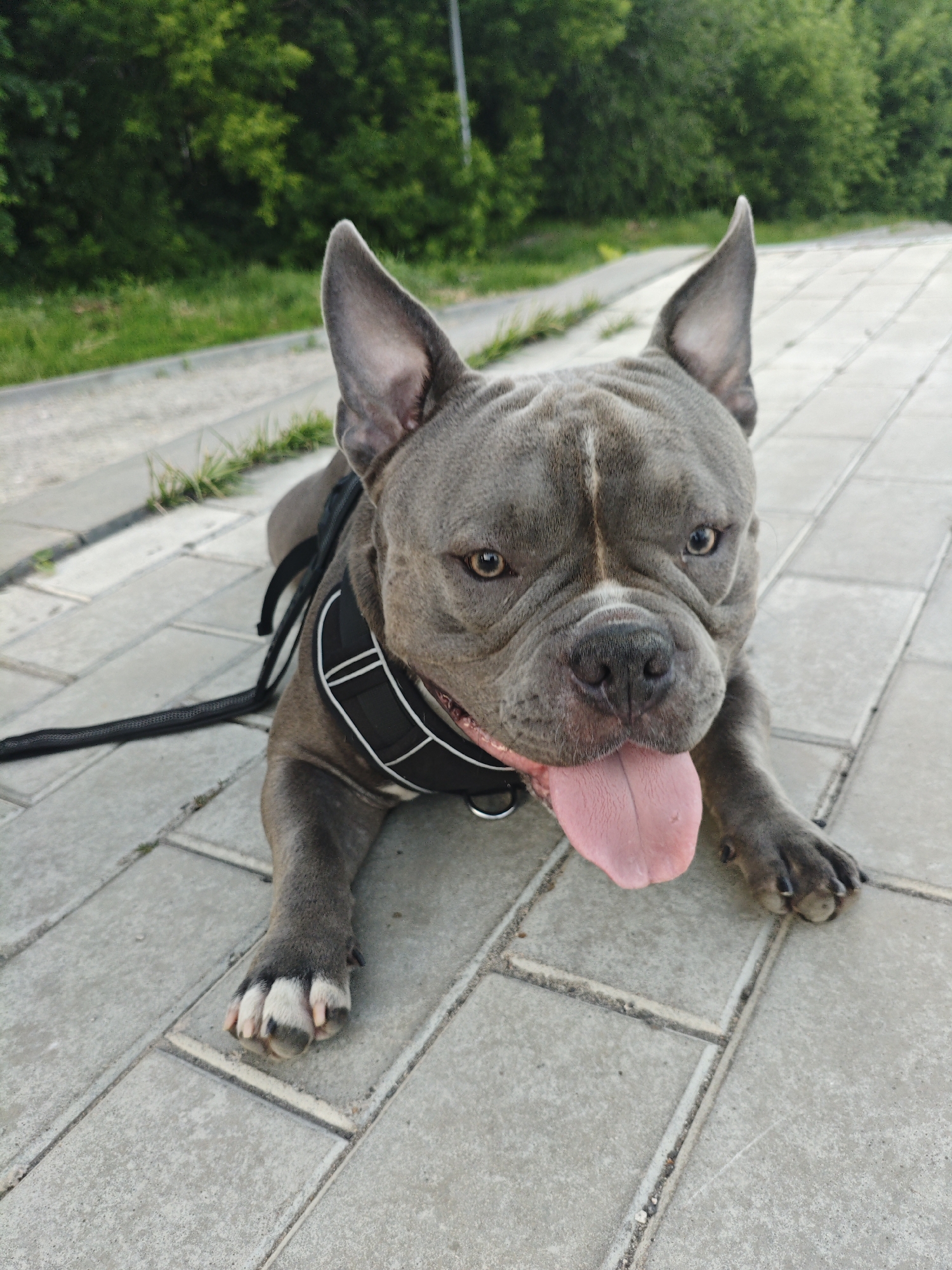 A grey bulldog with its tongue hanging out lies on a paved walkway. The dog is wearing a black harness with white trim. The walkway is made of light grey concrete pavers. To the left of the walkway is a grassy area with some sparse green vegetation. Behind the grassy area are dense green trees. The image appears to be taken outdoors during the daytime, possibly in Ulyanovsk, Russia, given the context.