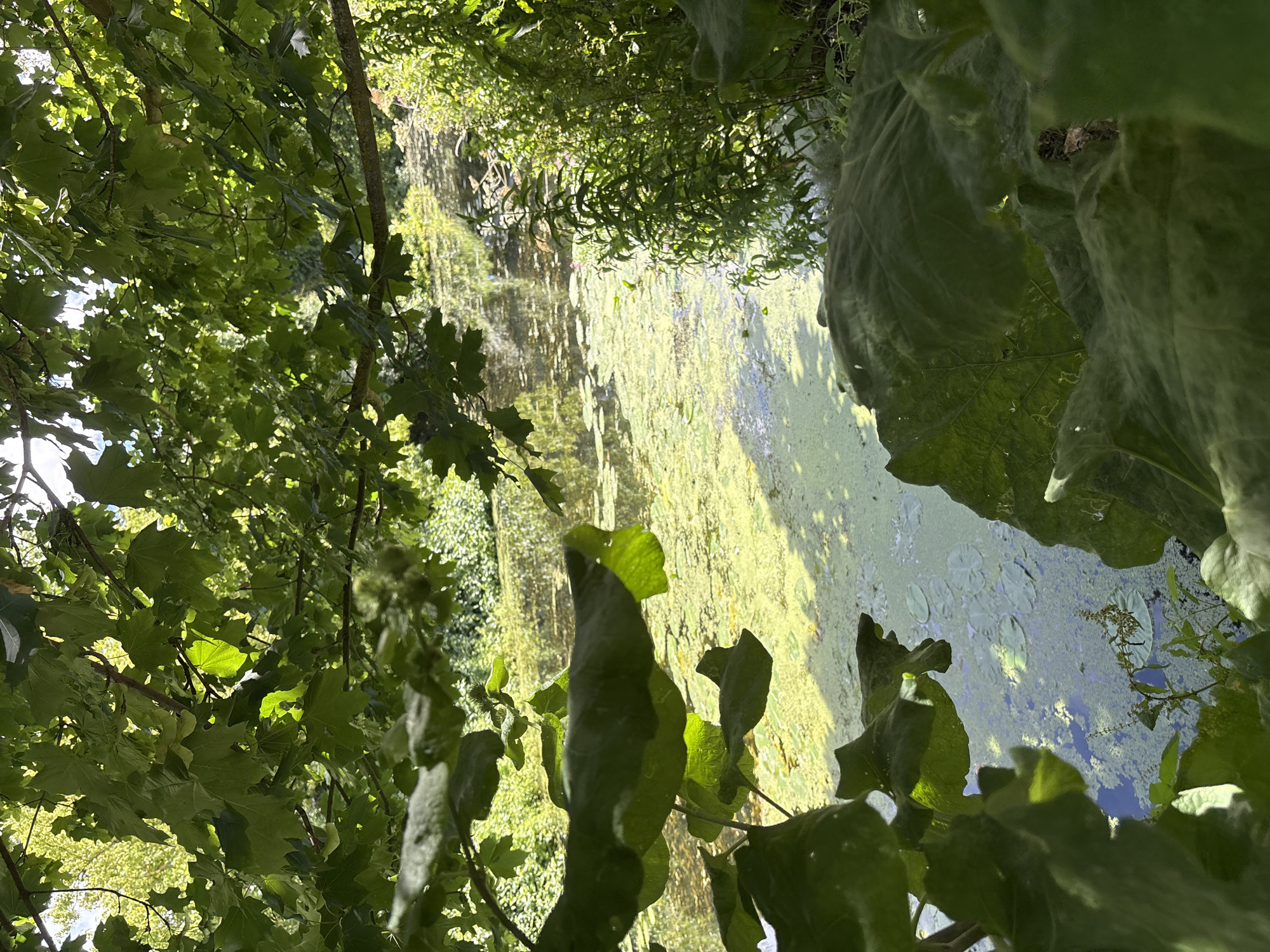 This is a photograph taken from a low angle looking up at lush green foliage framing a body of water. The foreground is dominated by large, dark green leaves, some of which are silhouetted against the brighter background. Through the leaves, a calm pond or lake is visible, its surface partially covered in a layer of light green algae or duckweed. Scattered across the water are several lily pads. The far bank of the water features dense green vegetation and trees, with sunlight filtering through, creating dappled patterns on the water's surface.
The scene appears to be set outdoors in a natural environment, possibly a park, garden, or wild area. The lighting suggests it is daytime, with the sun high enough to create bright highlights on the leaves and reflections on the water. The overall mood is tranquil and serene, evoking a sense of nature's beauty. There are no people or animals clearly visible in the image, nor is there any text present. The photograph is oriented such that the top of the image is to the left, and the bottom is to the right, indicating it may have been taken with the camera held sideways.