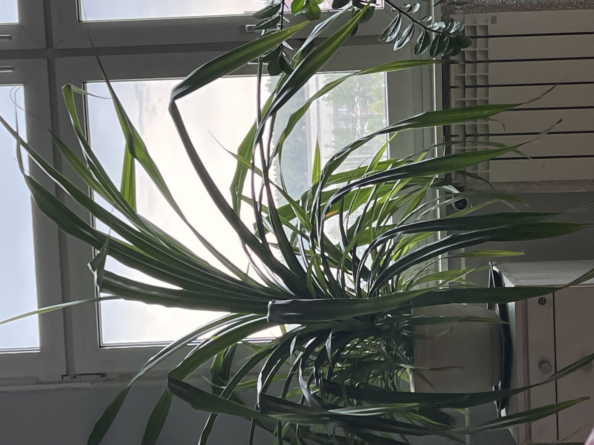 The image shows a potted spider plant situated indoors, likely on a table or surface that reflects its image. The plant is positioned in front of a window, which is letting in bright light that obscures the view outside. Through the window, indistinct building structures and greenery can be observed, suggesting an urban or suburban location. To the right of the plant, a radiator and a piece of furniture are visible. There is no discernible information linking the image to the city of Chaikovsky, Russia. The focus is on the plant and its immediate surroundings.