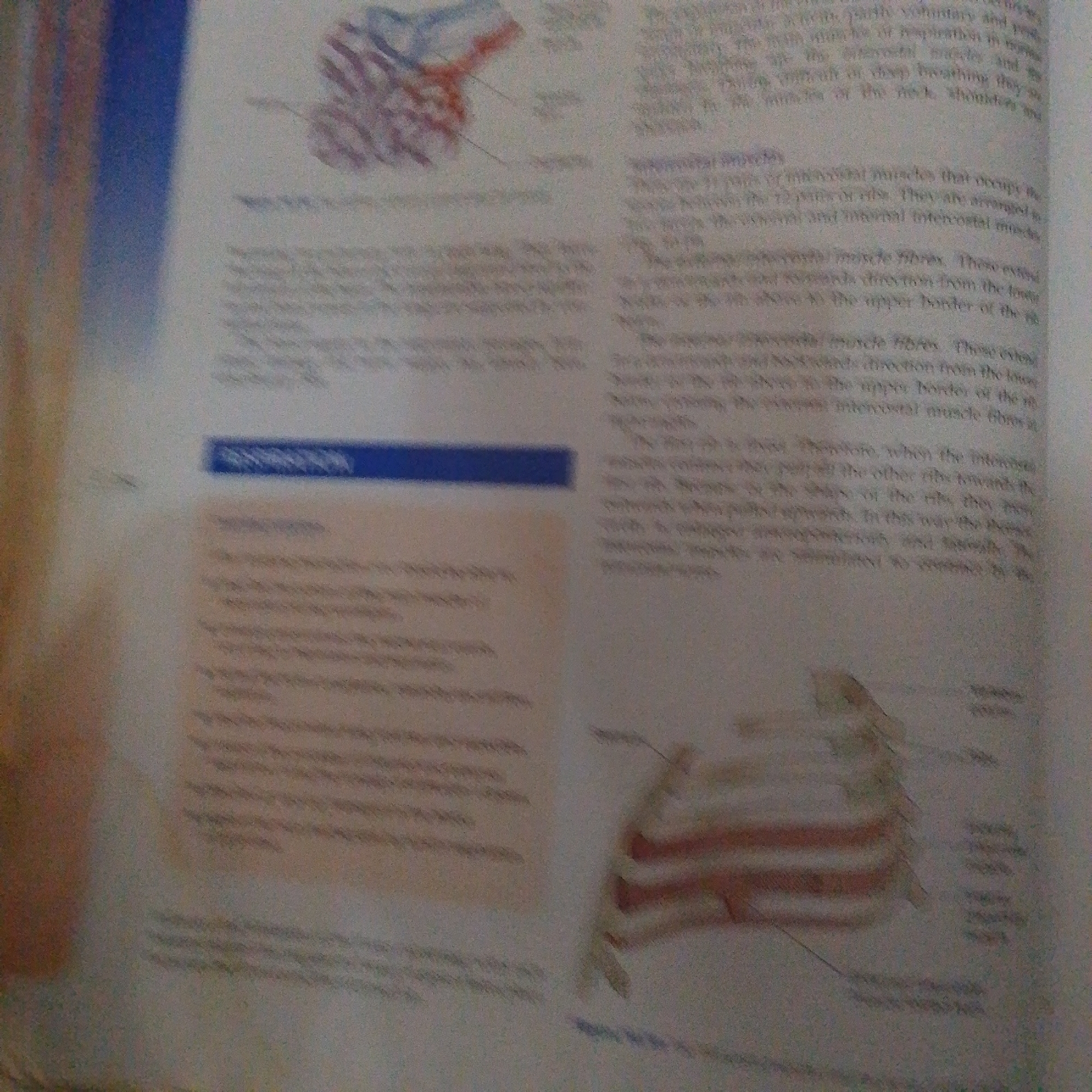 This media file is a close-up photograph of a page from a textbook or scientific publication. The page contains text and an illustration of muscular anatomy. The text discusses intercostal muscles and their role in respiration. The illustration on the right side of the page depicts a cross-section of rib muscles. The page has a blue heading that is partially visible. There is no indication of a specific time of day, weather, or discernible emotions. The context suggests an educational setting, likely related to biology or anatomy. The location context provided, Jalingo, Nigeria, does not have any direct visual cues within the image itself.