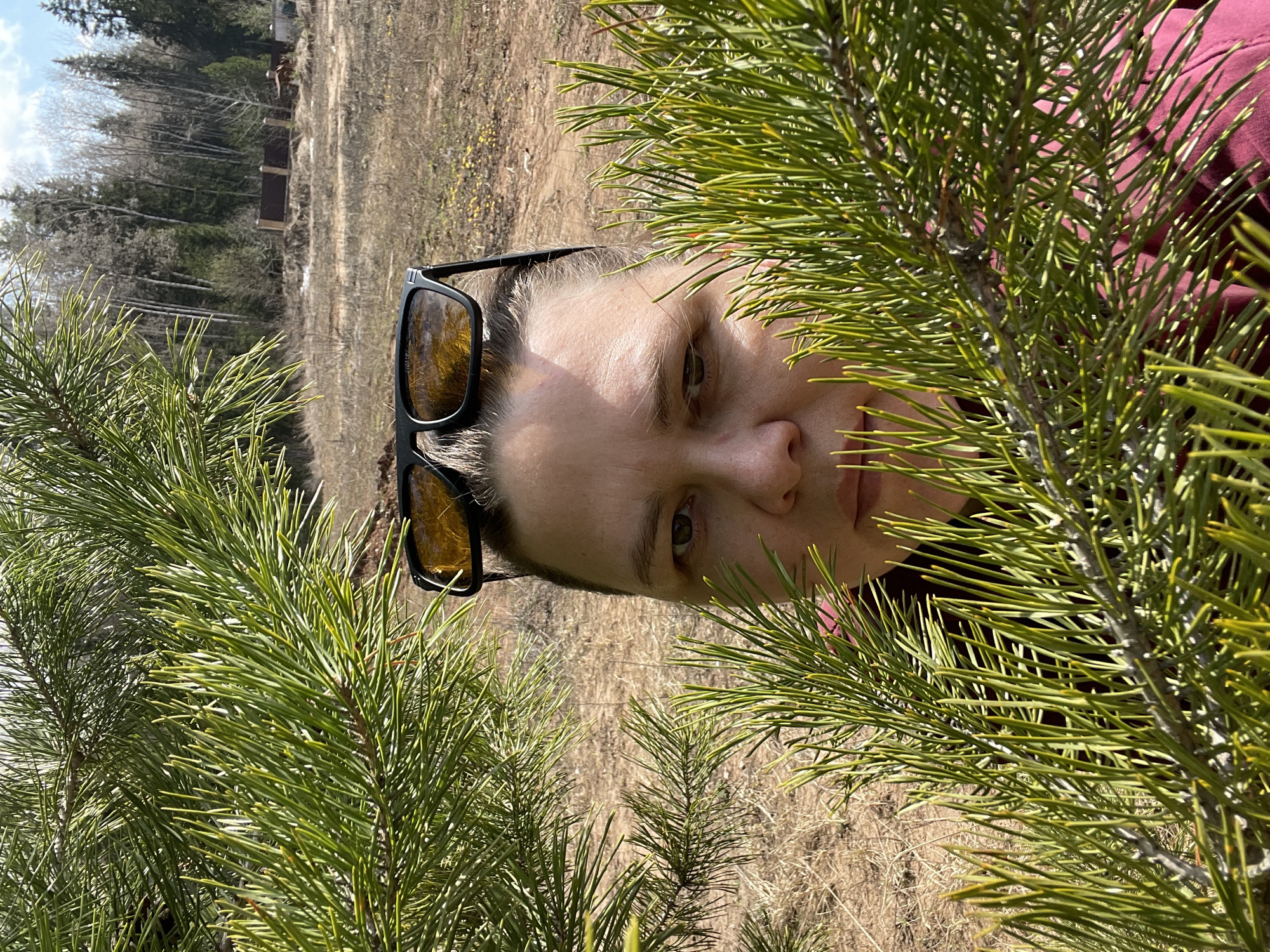 A woman with sunglasses resting on her head is centered in the frame, partially obscured by the green needles of pine branches in the foreground. The background features a grassy, dried-out field with a few trees visible in the distance. The location appears to be outdoors, possibly on the outskirts of a wooded area. The scene is shot in daylight. While the image can be located in a wooded area on the outskirts of a town, it cannot be determined definitively that this photograph was taken in the city of Chaikovsky, Russia.