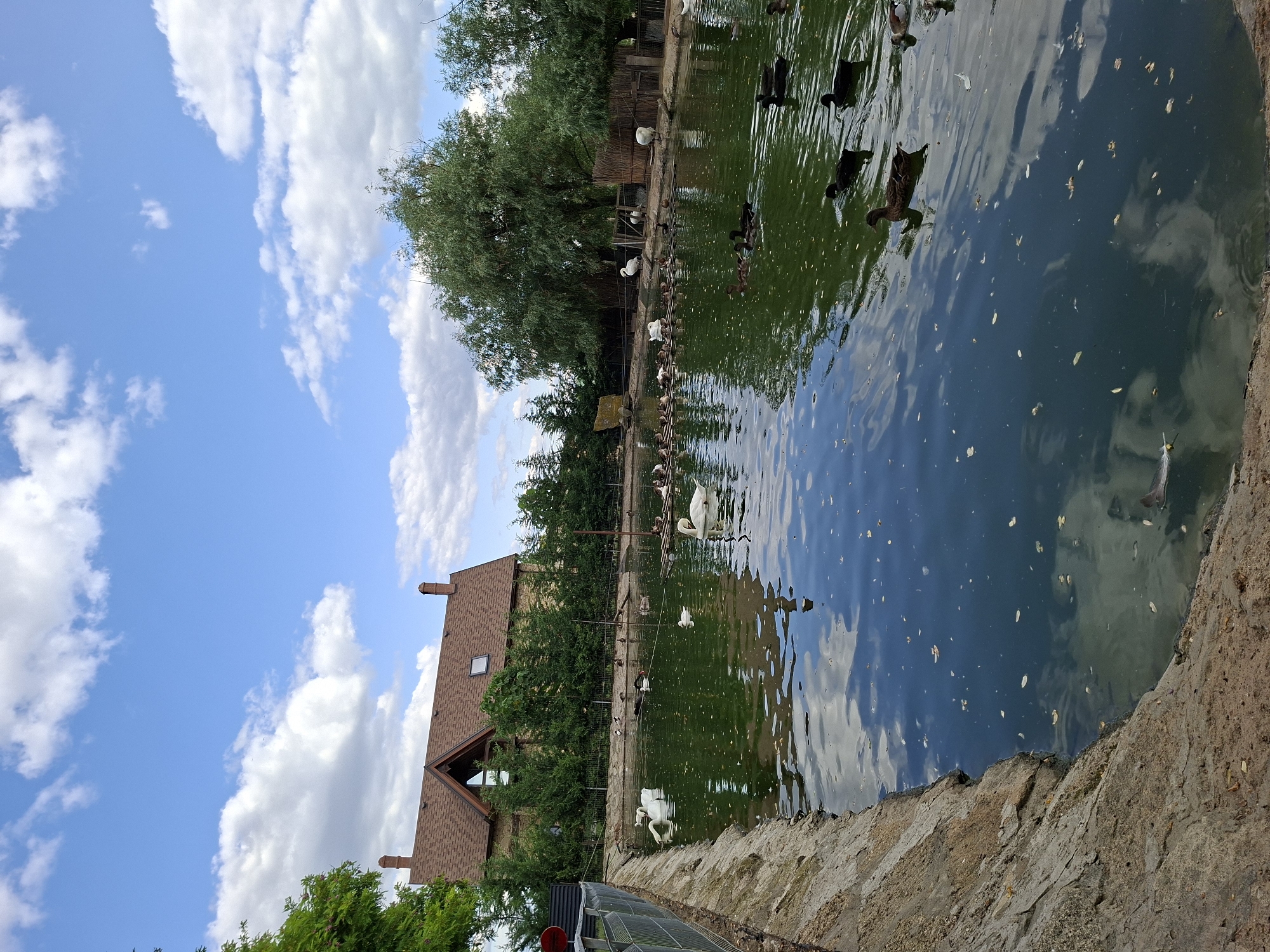 The image shows a pond with several ducks and swans swimming in it. There are trees and a building in the background. The sky is blue with some white clouds. The building appears to be a house with a brown roof and a red brick chimney. The pond is surrounded by a stone wall. The water in the pond is green and reflects the sky and the trees. There are also some leaves floating on the surface of the water. The scene appears to be a peaceful and tranquil environment, possibly a park or a wildlife sanctuary. The location is identified as being in the city of Bardar, Moldova.