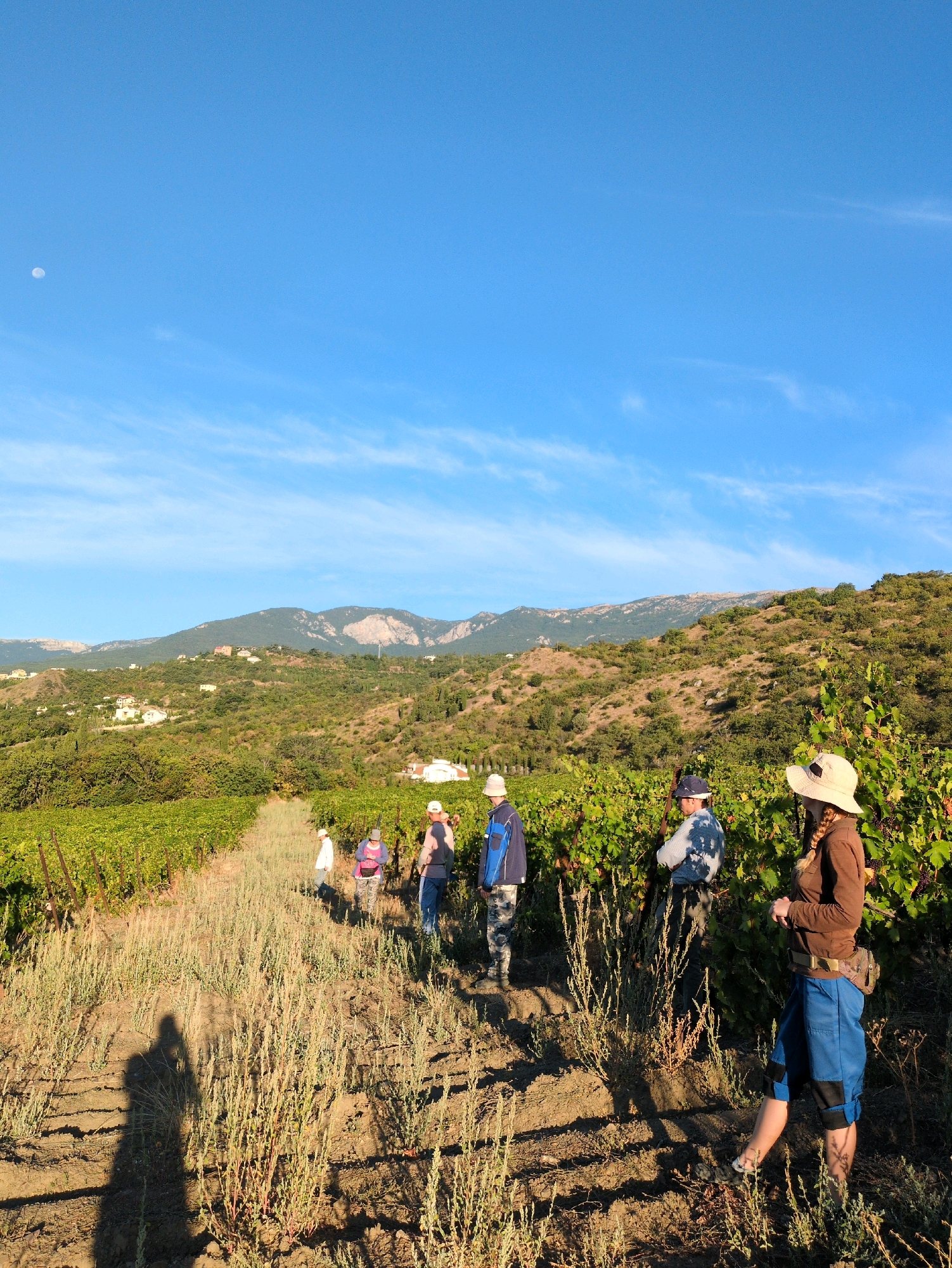 A group of people are in a vineyard on a hillside under a clear blue sky with a visible moon. The vineyard rows are on the left, and the terrain slopes upwards to the right, covered in vegetation and with scattered houses on the hillside in the background. In the foreground, a person wearing a wide-brimmed hat and blue shorts stands facing left, with their right leg slightly forward. To their left, another person in a blue and white tie-dye shirt stands with their arms crossed. Further left, three more individuals are visible, one in a blue jacket and camouflage pants, another in a white hat and pink backpack, and a third person further back in the distance. The ground in the foreground is dry earth with sparse vegetation.